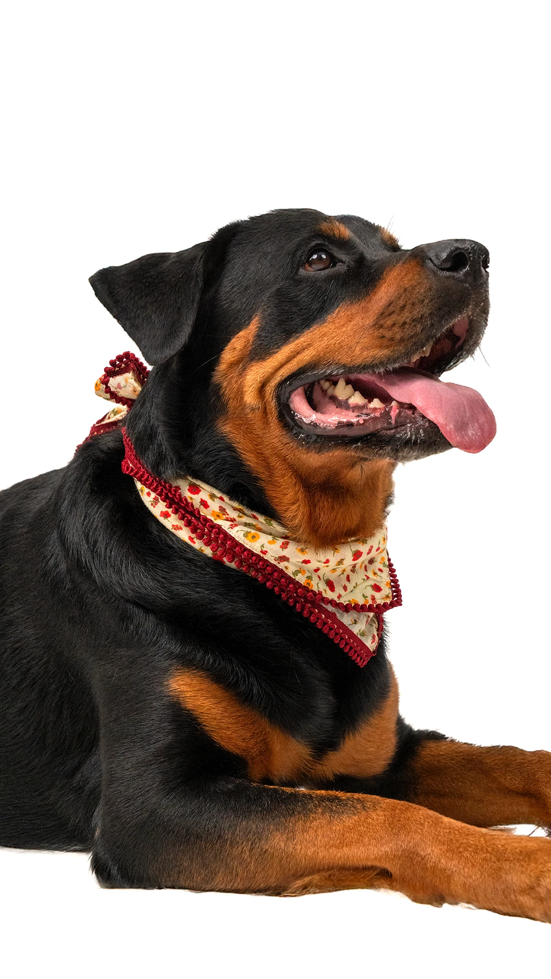 Köpek Fular - Otantik image