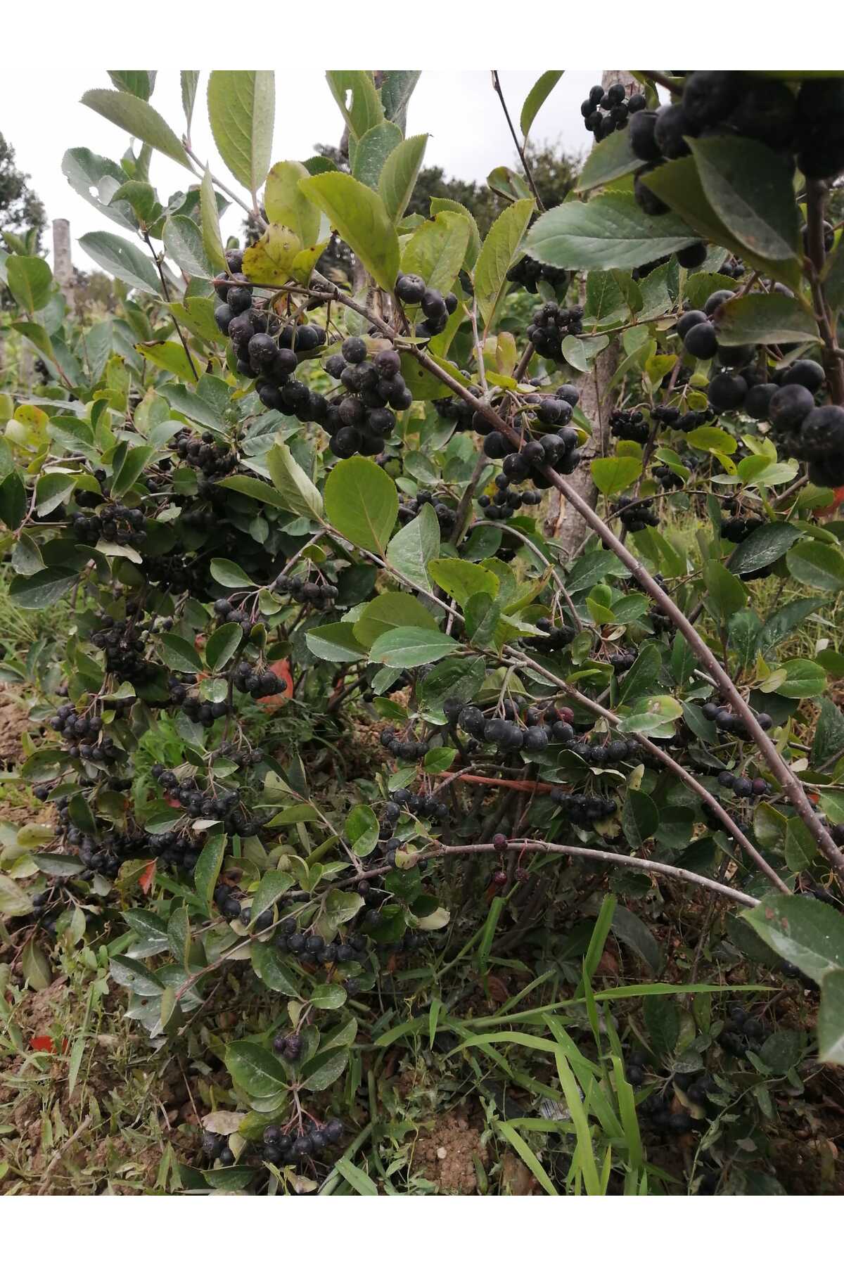 Dalından Taze Aronya Meyvesi 1 Kg