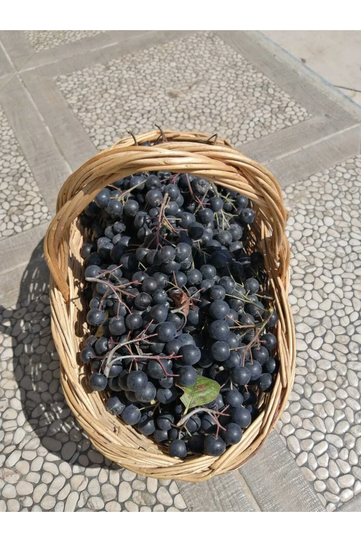 Yaş Aronya Meyvesi 1 Kg