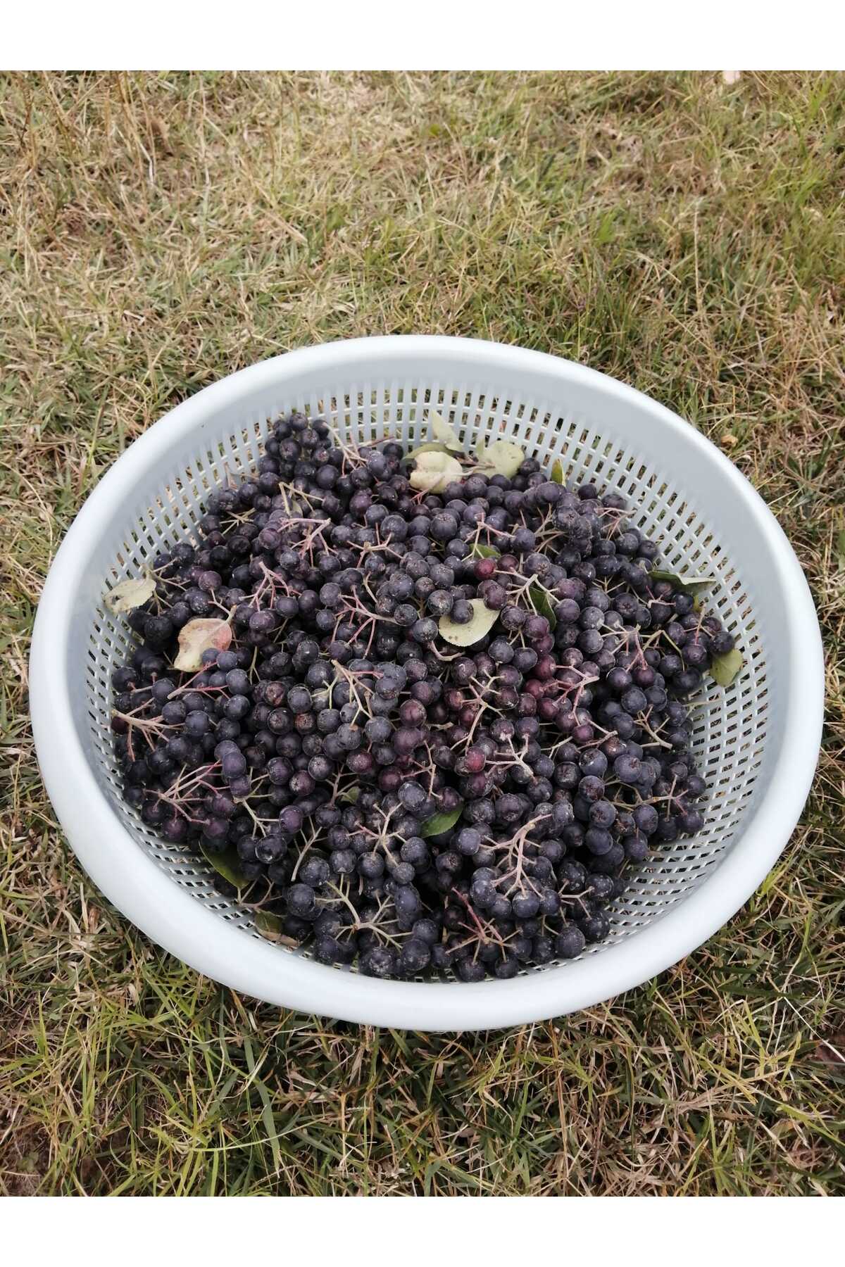 Dalından Taze Aronya Meyvesi 1 Kg