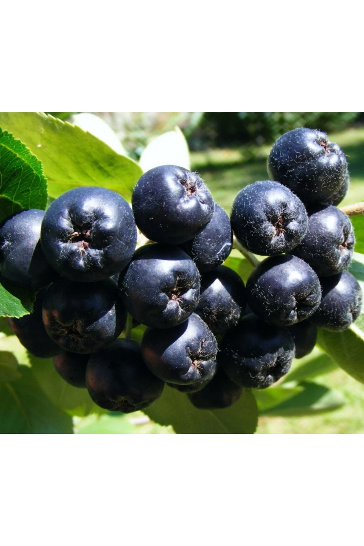 Dalından Taze Aronya Meyvesi 1 Kg