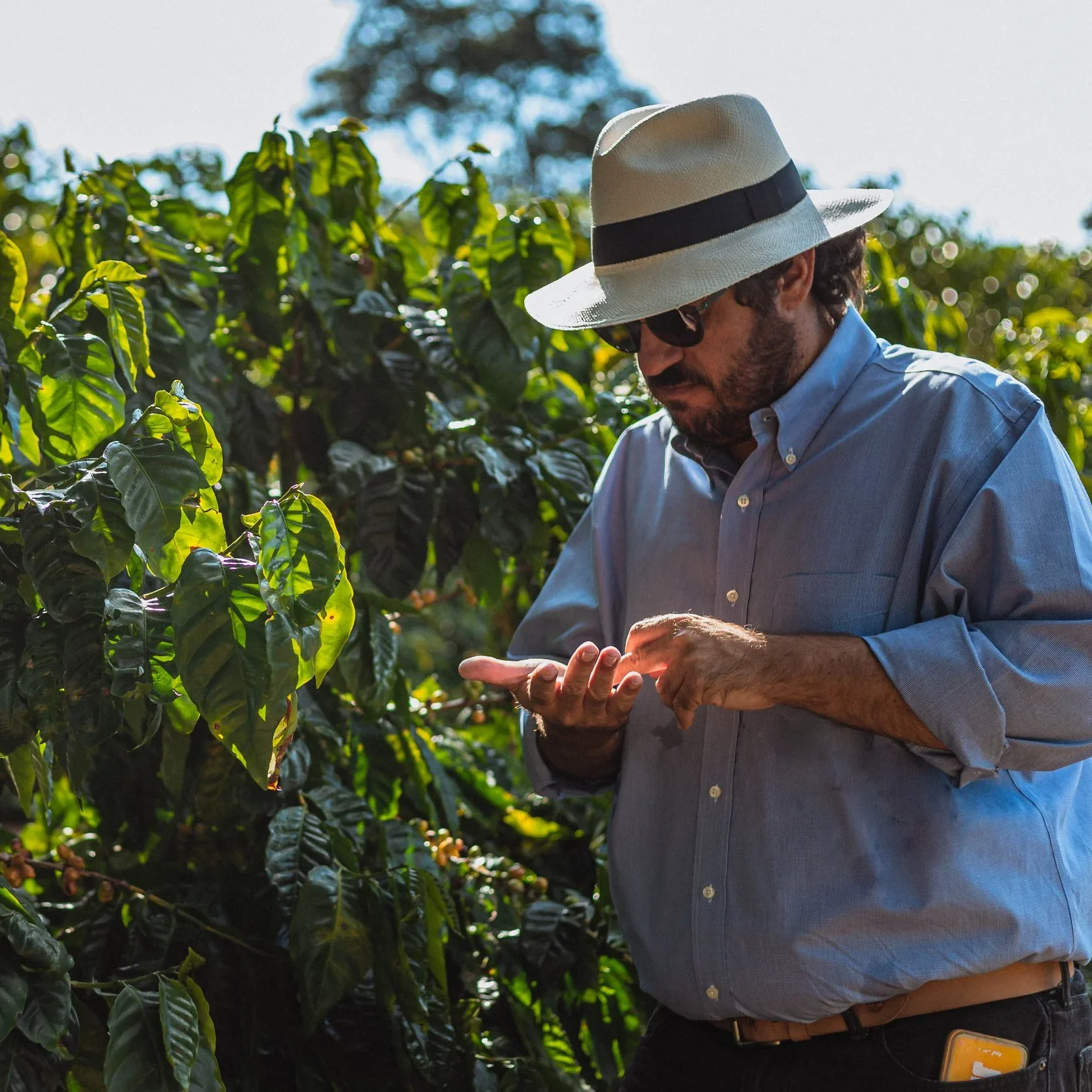 Brezilya Santuario Sul Starmaya f1 Hybrid