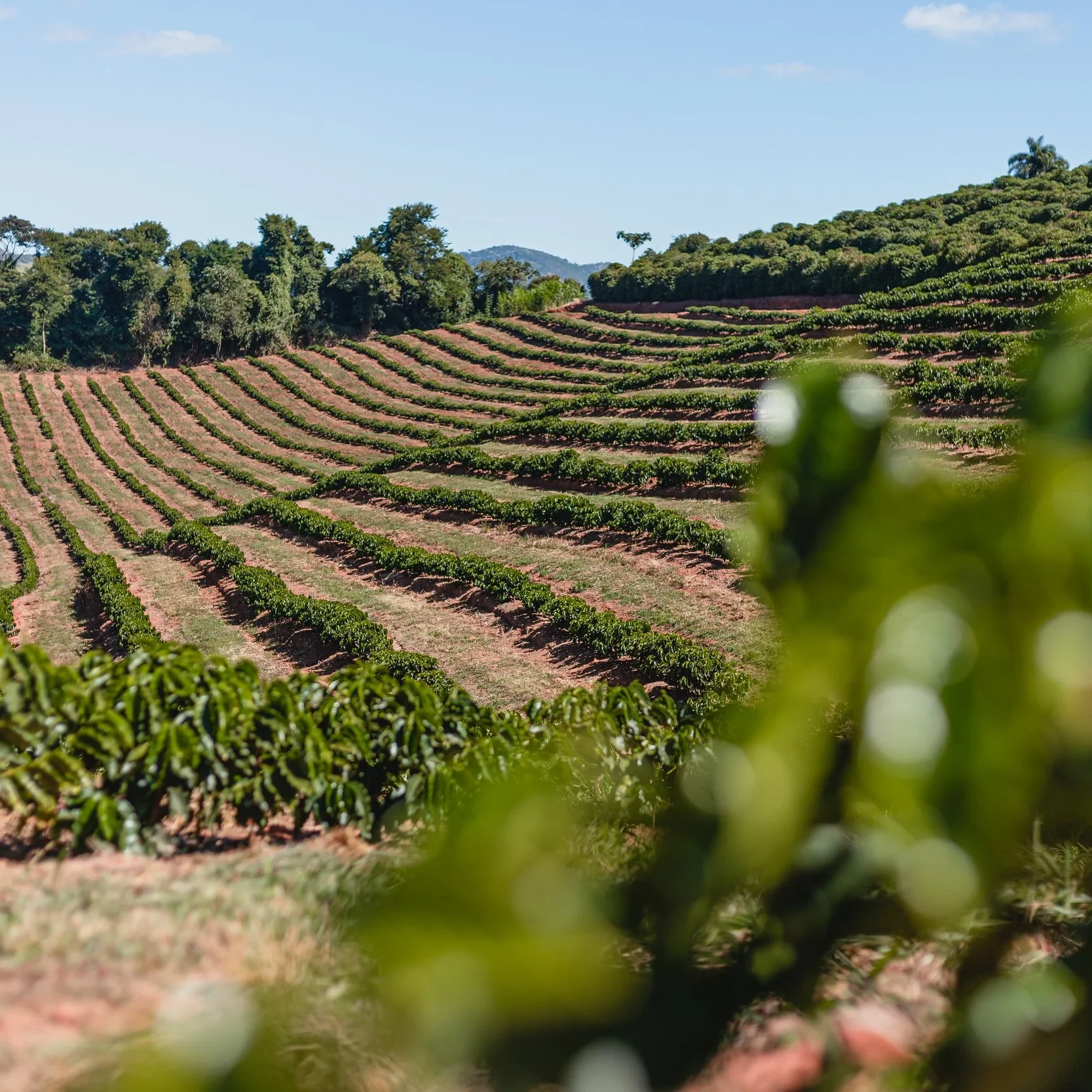 Brezilya Santuario Sul Starmaya f1 Hybrid