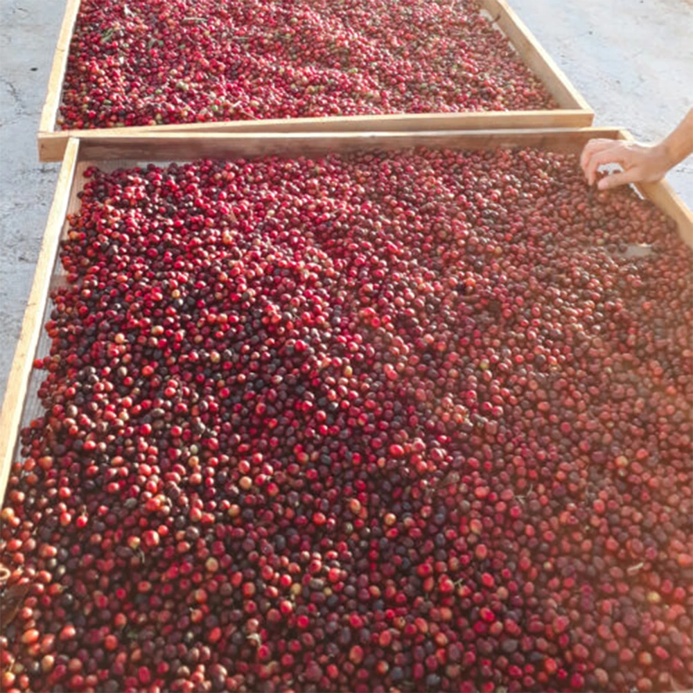 Brezilya Santuario Sul Starmaya f1 Hybrid