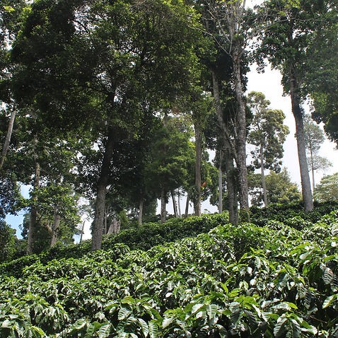 Honduras Palo Verde Honey Anaerobic