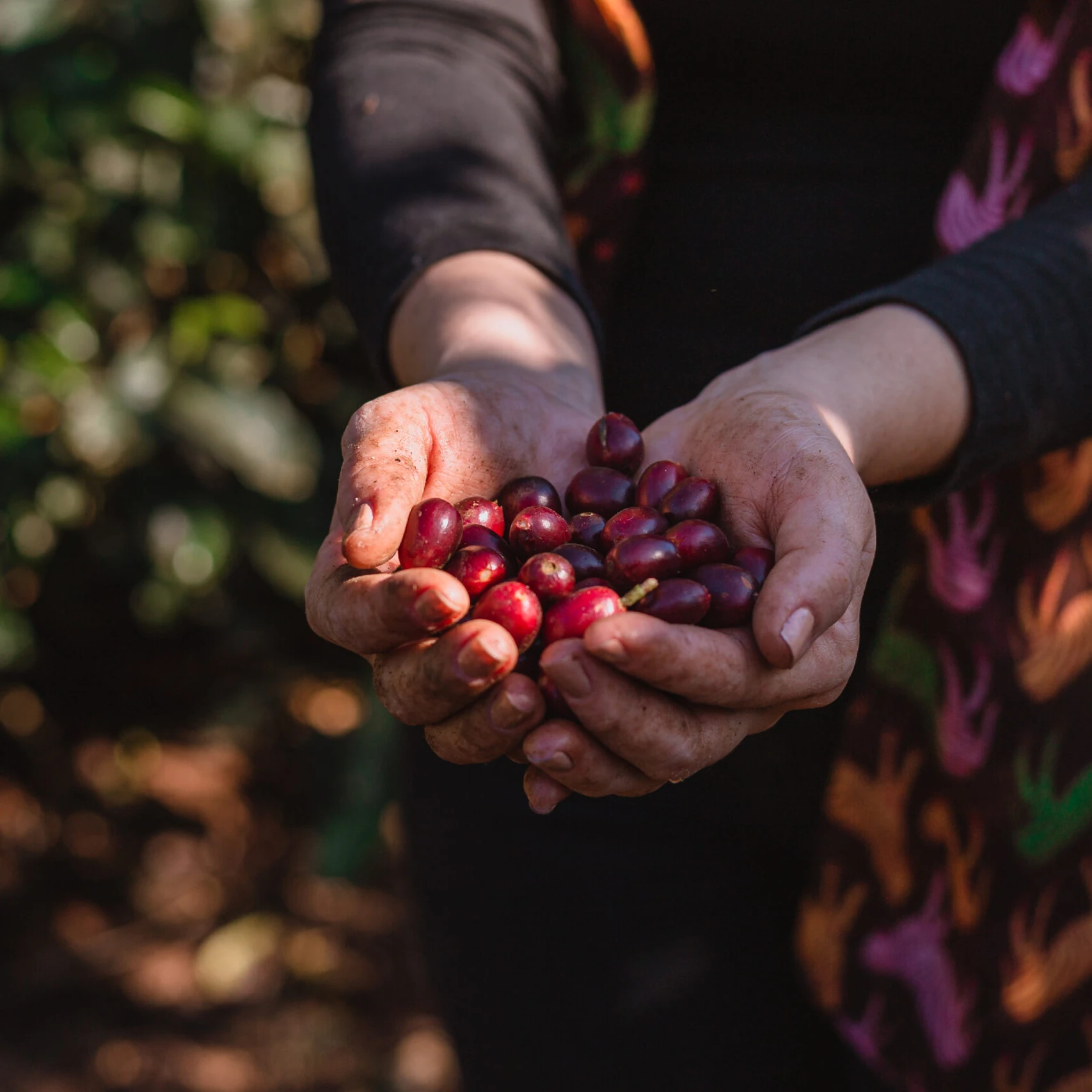 Brezilya Santuario Sul Starmaya f1 Hybrid