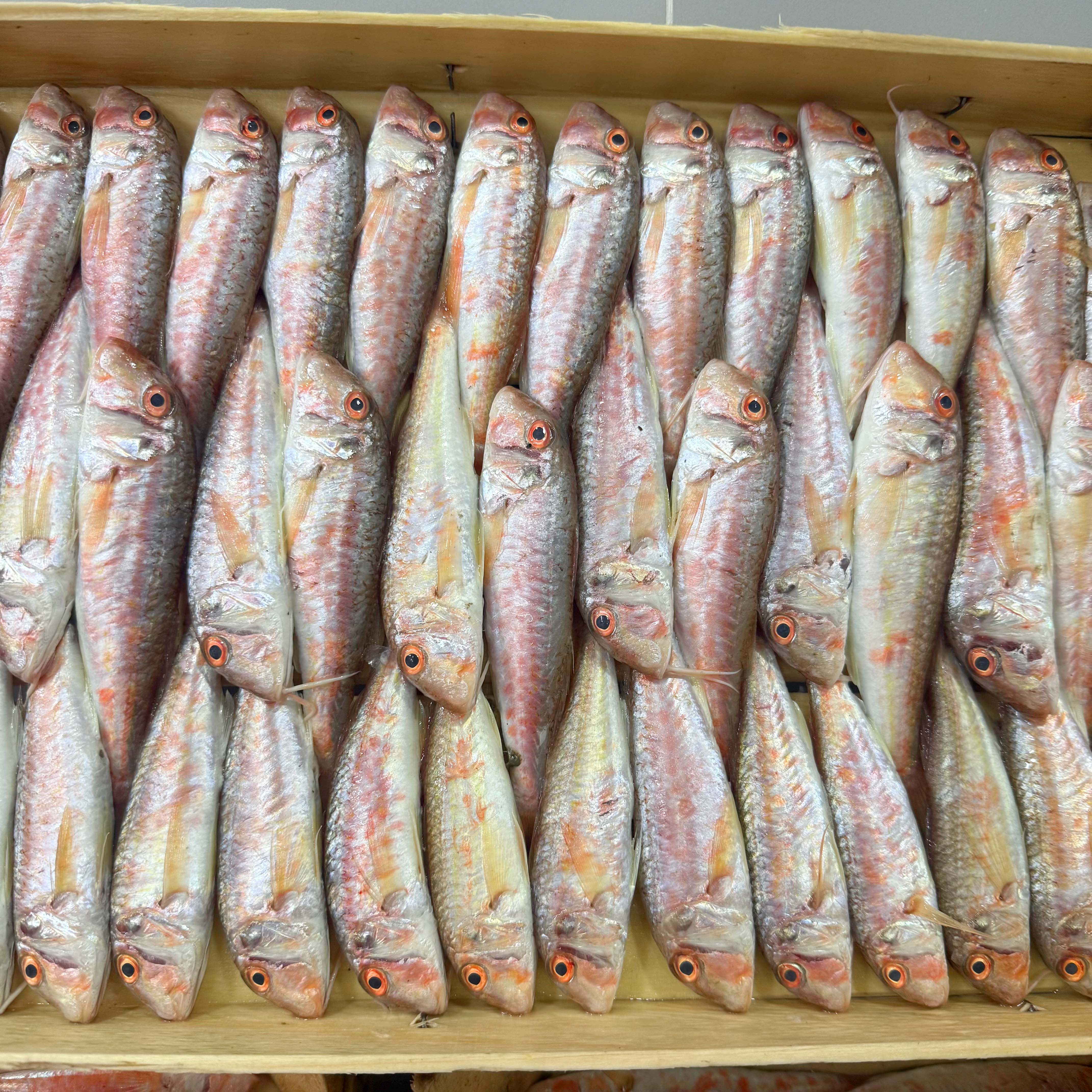 Ege Tekir Barbun Kasa 