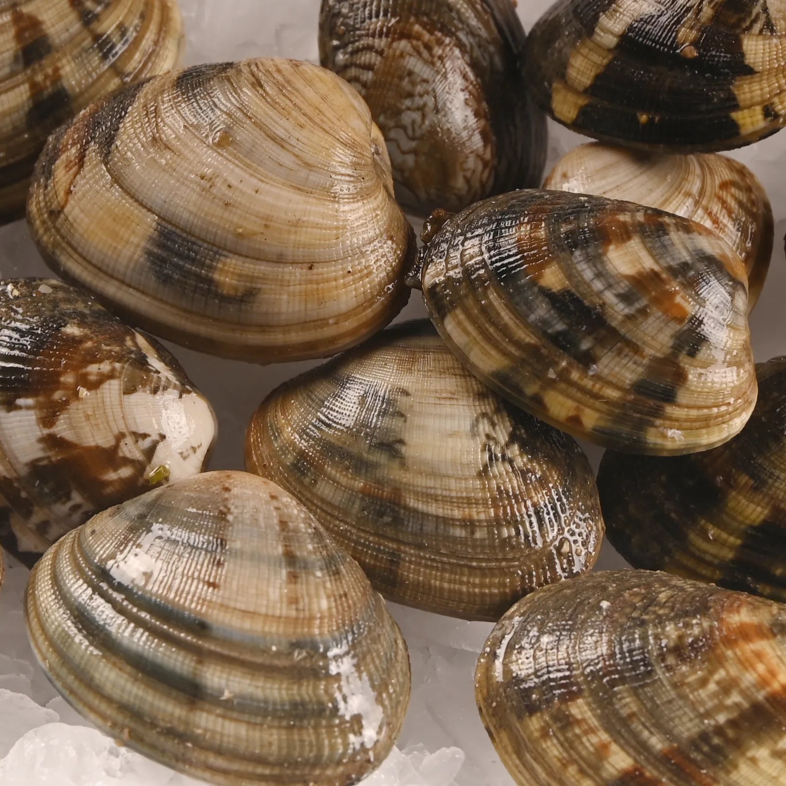 Vongole (Kum Midyesi)