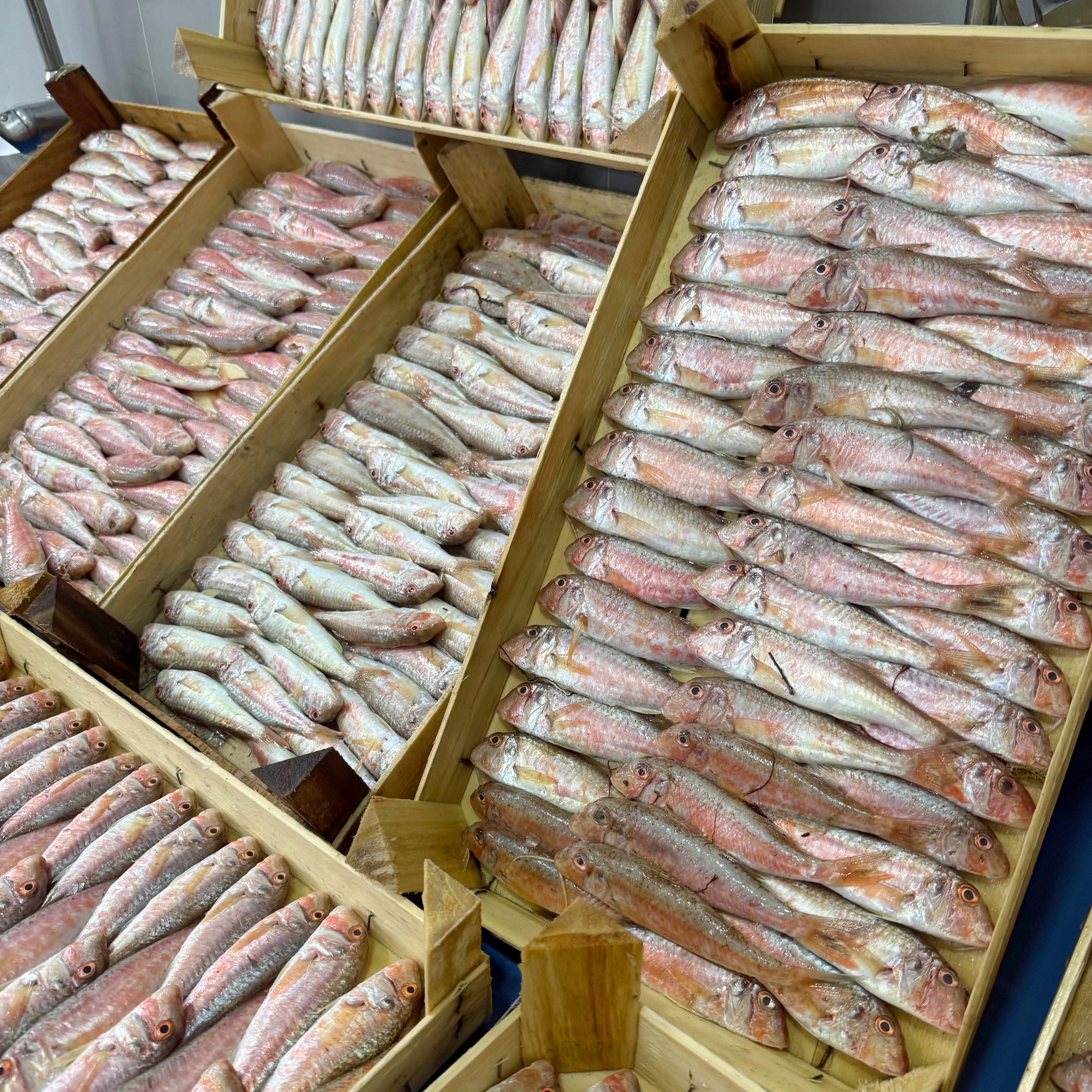 Ege Tekir Barbun Kasa 