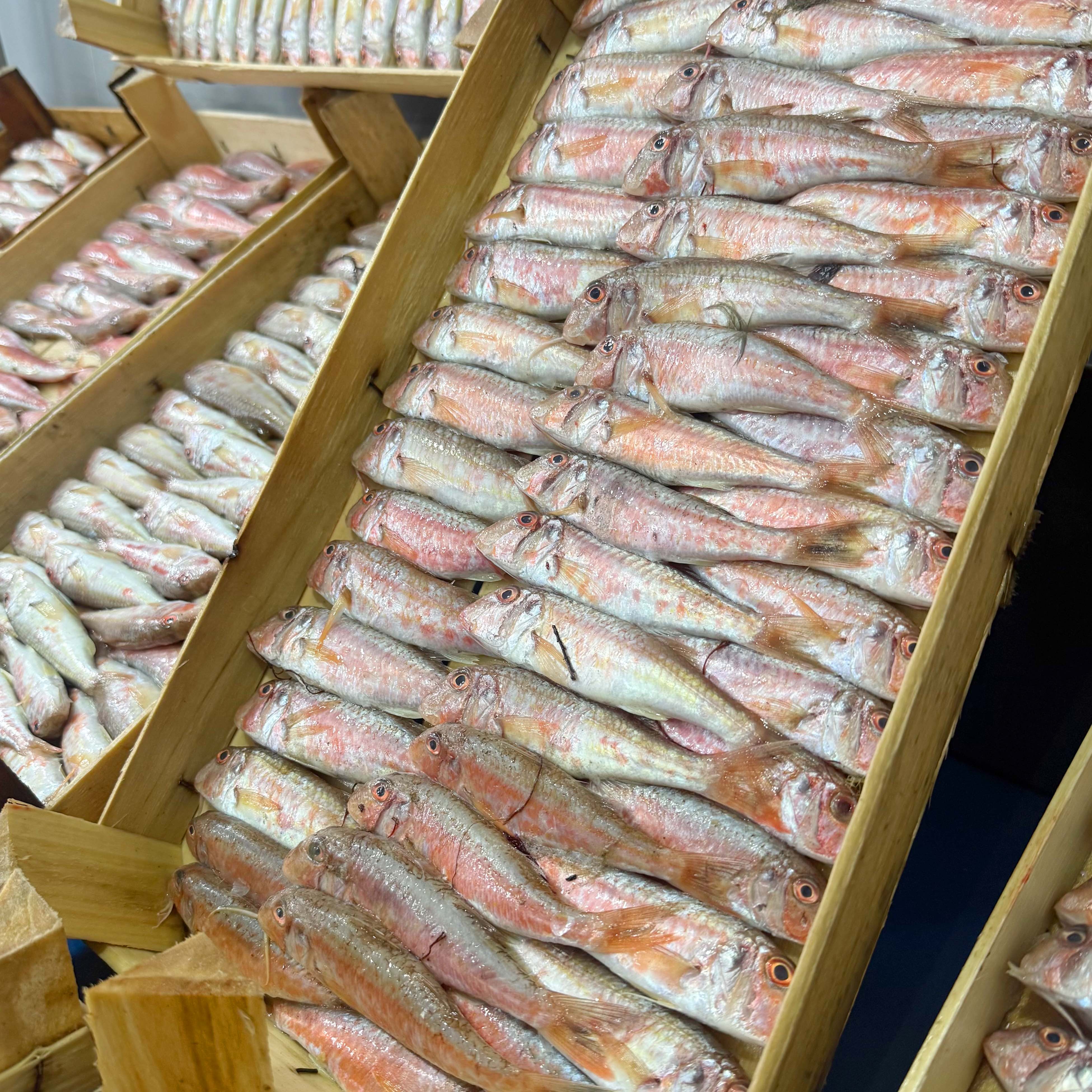 Ege Tekir Barbun Kasa 