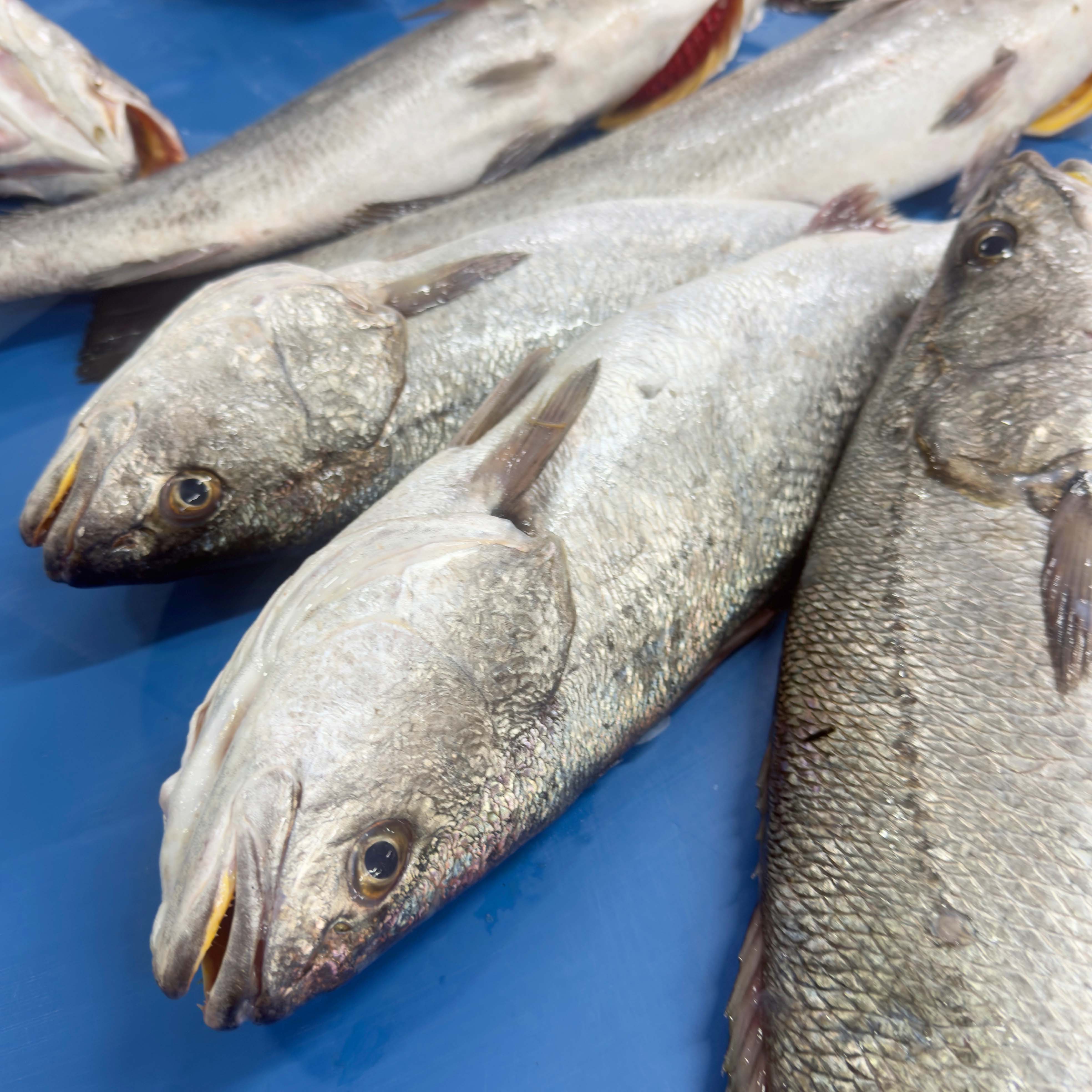 Kaya Levreği  - 1,5 - 2