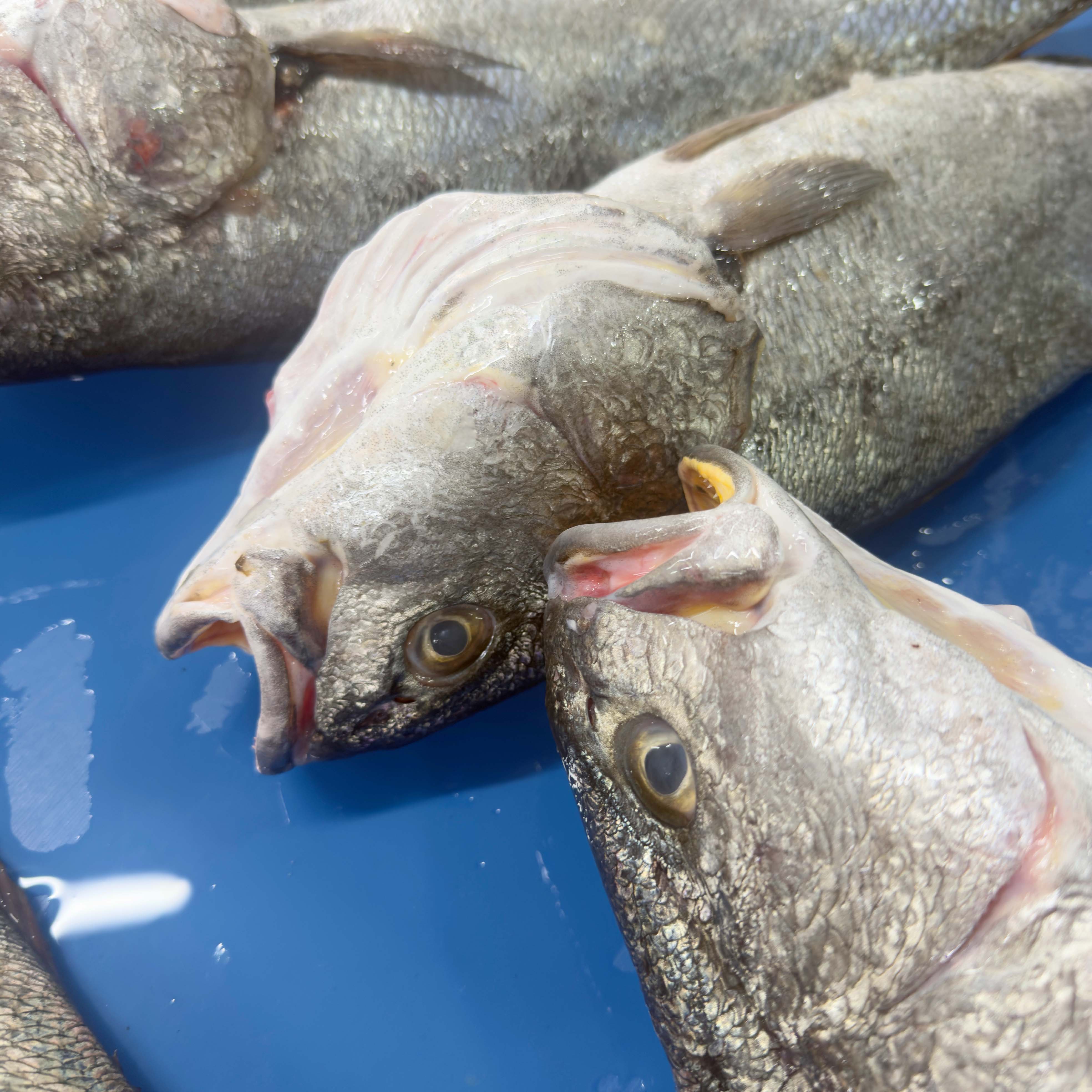 Kaya Levreği  - 1,5 - 2