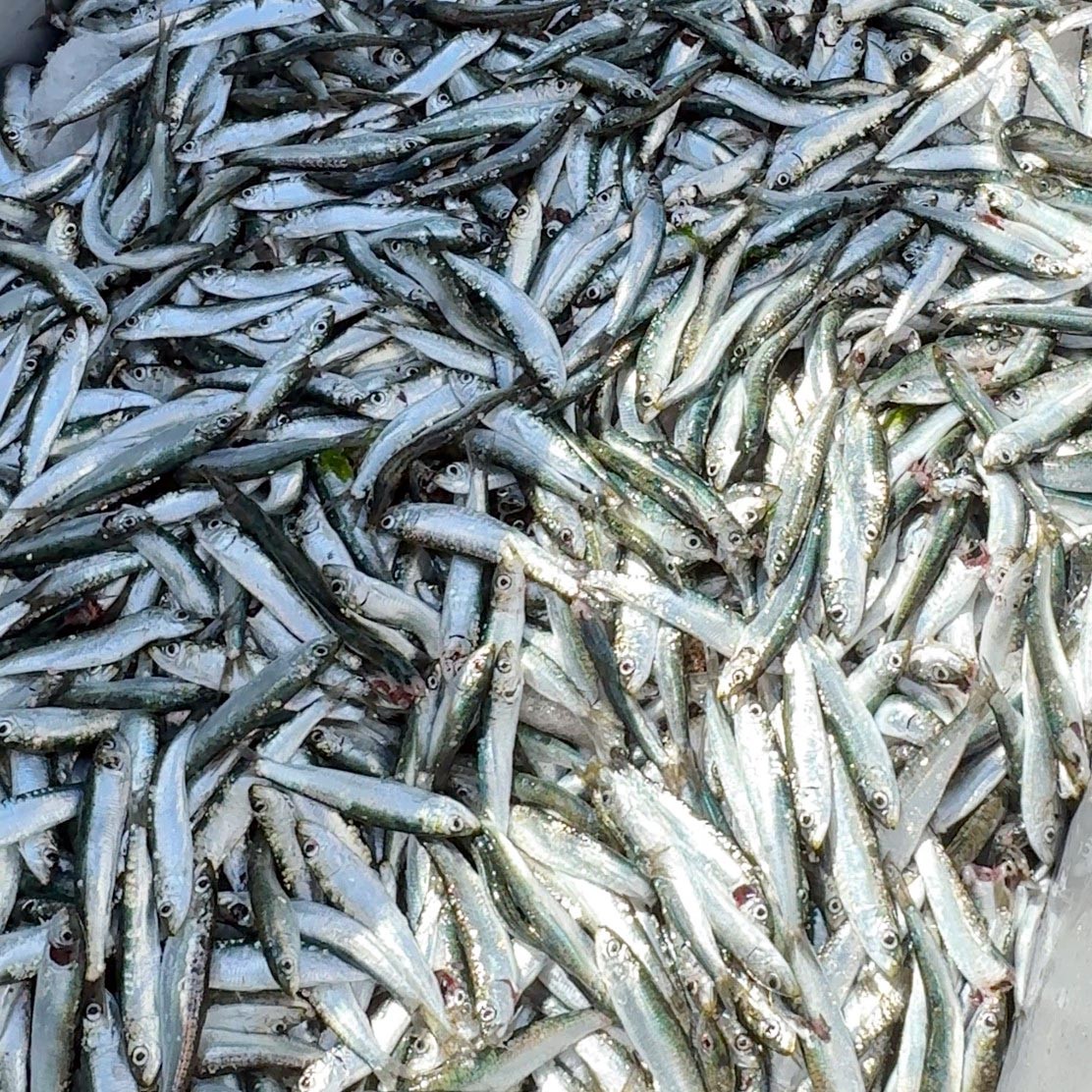 Sardalya 5 Kg Kasa