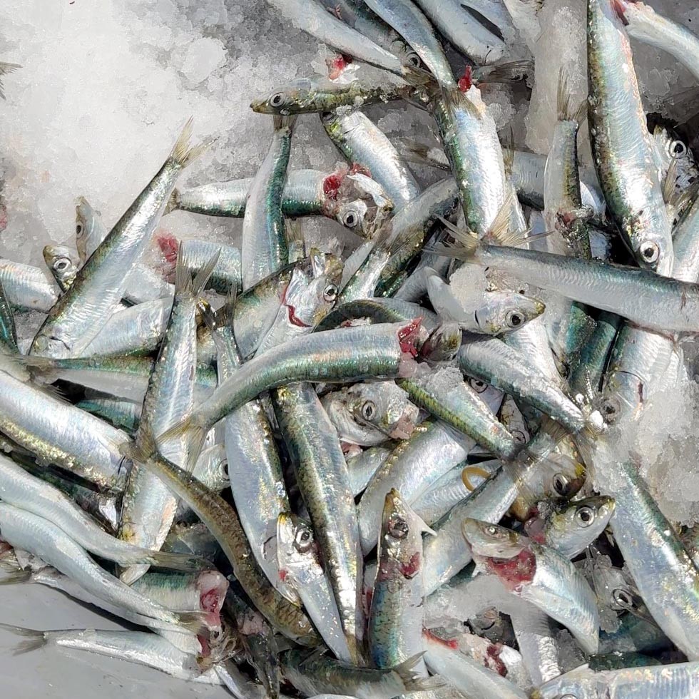 Sardalya 5 Kg Kasa