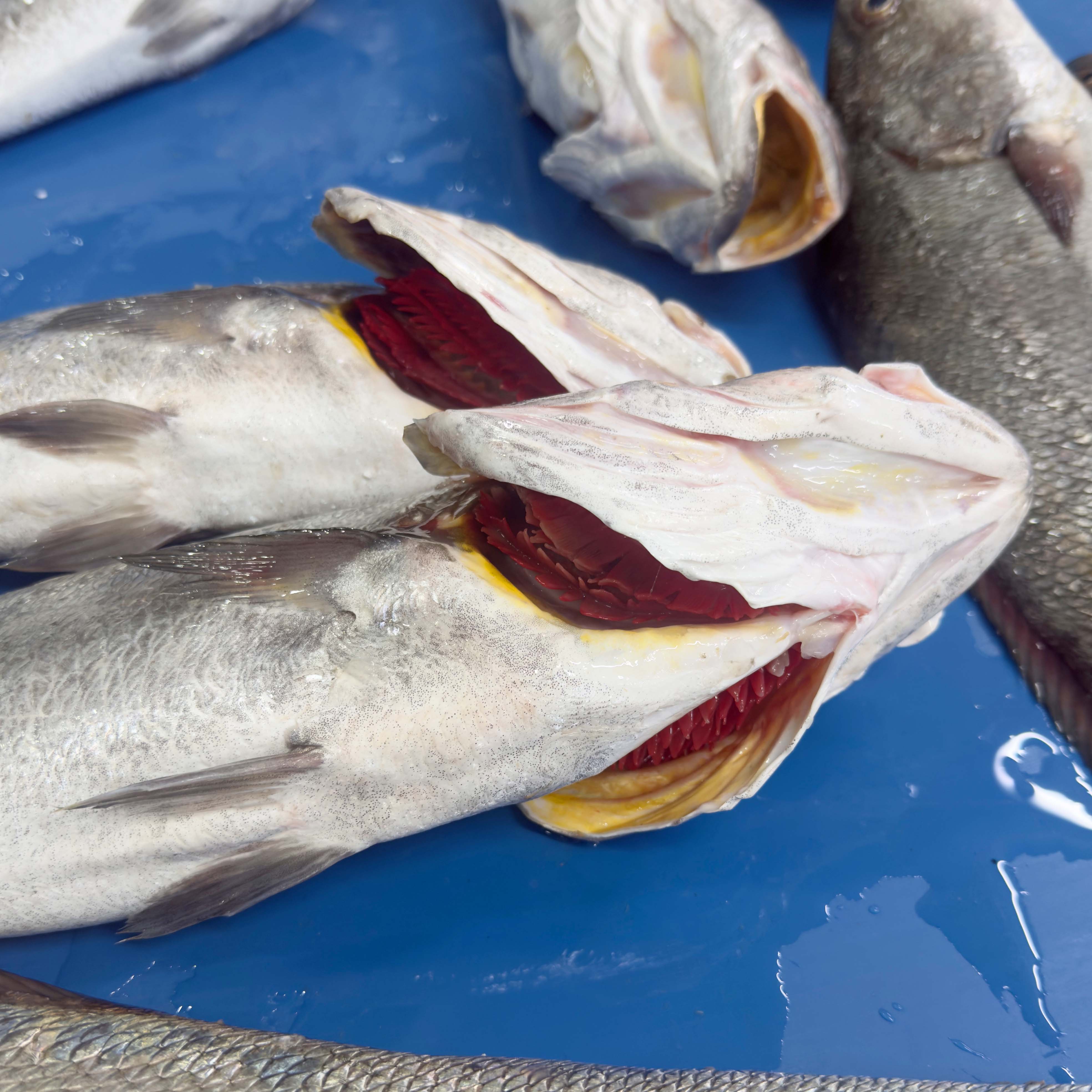 Kaya Levreği  - 1,5 - 2