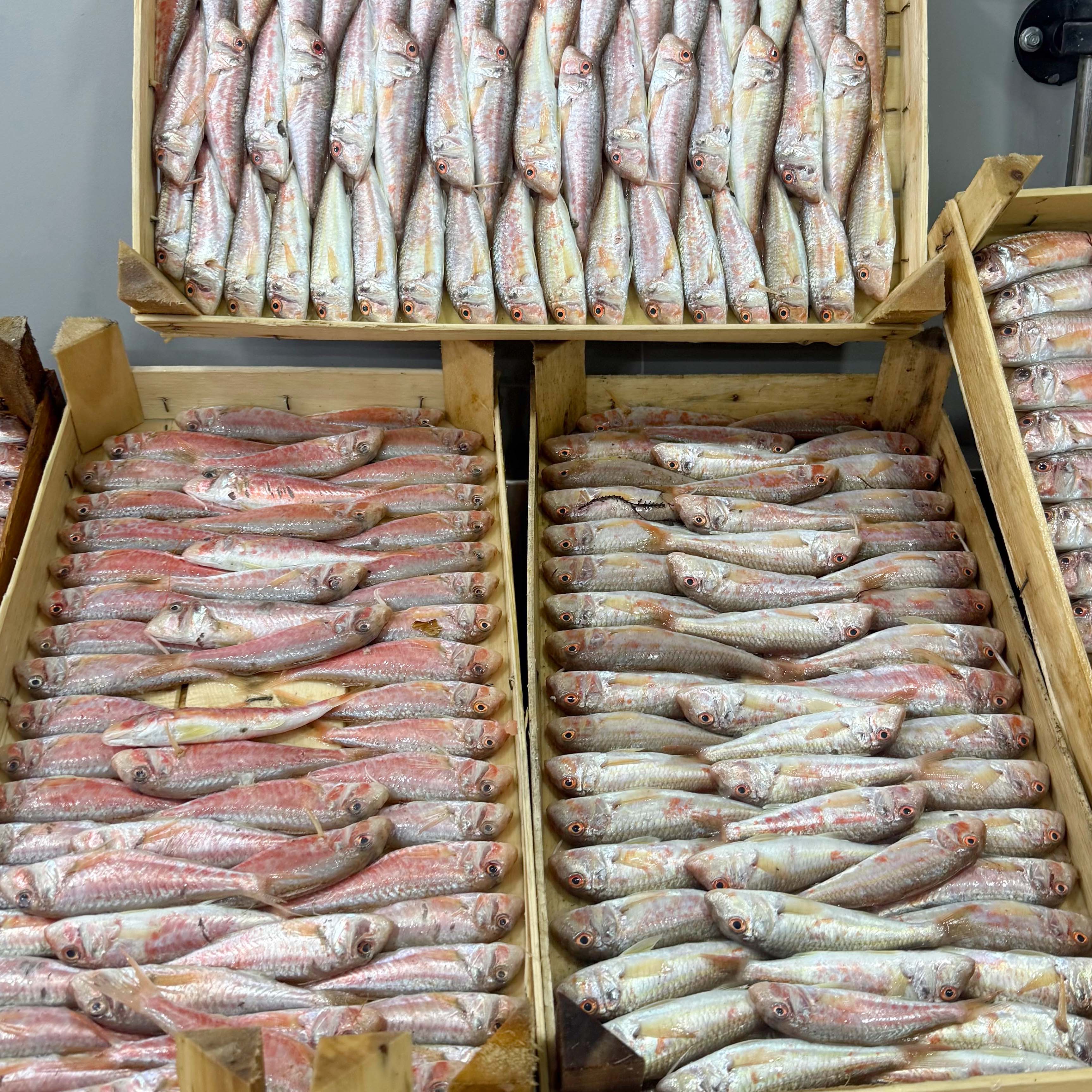 Ege Tekir Barbun Kasa 