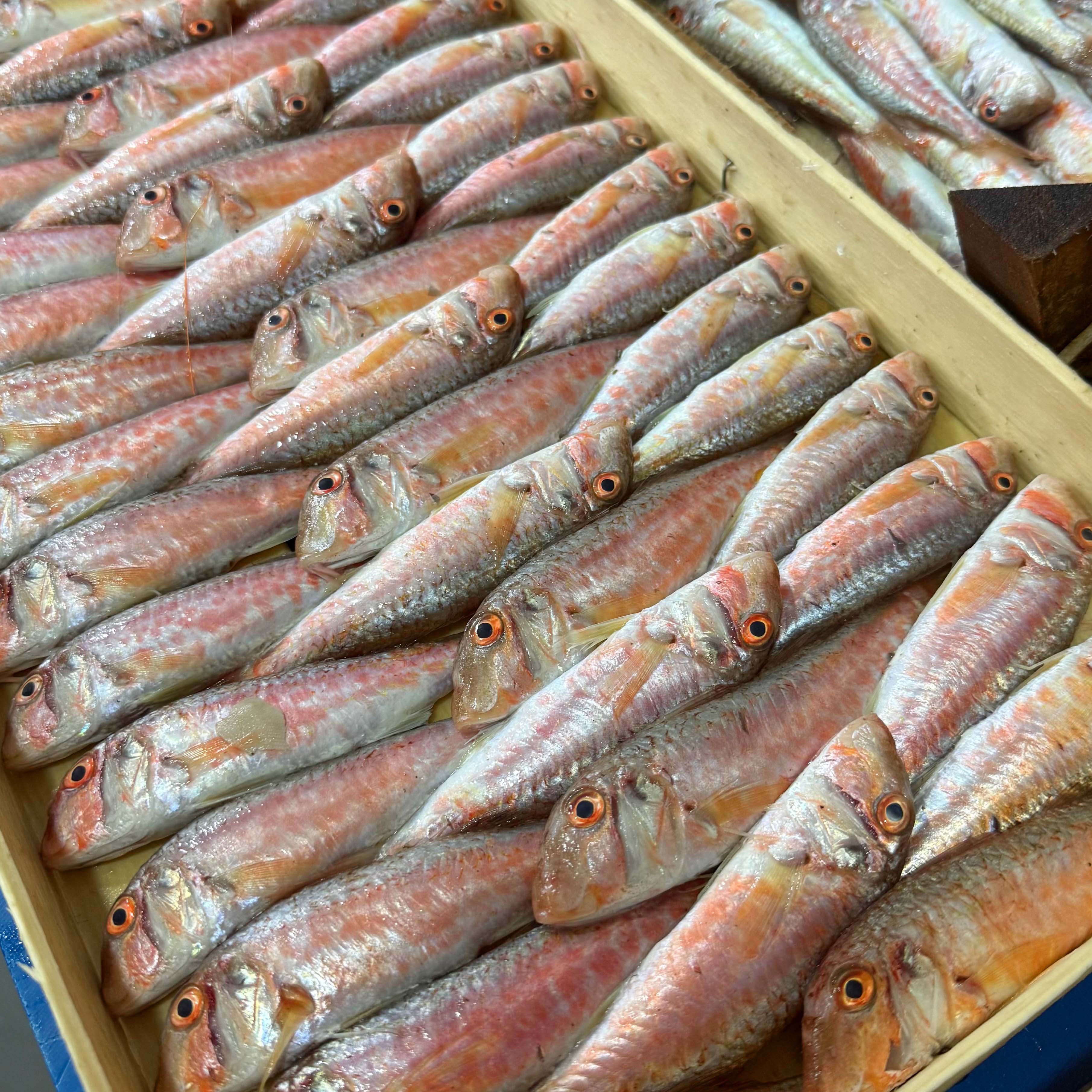 Ege Tekir Barbun Kasa 