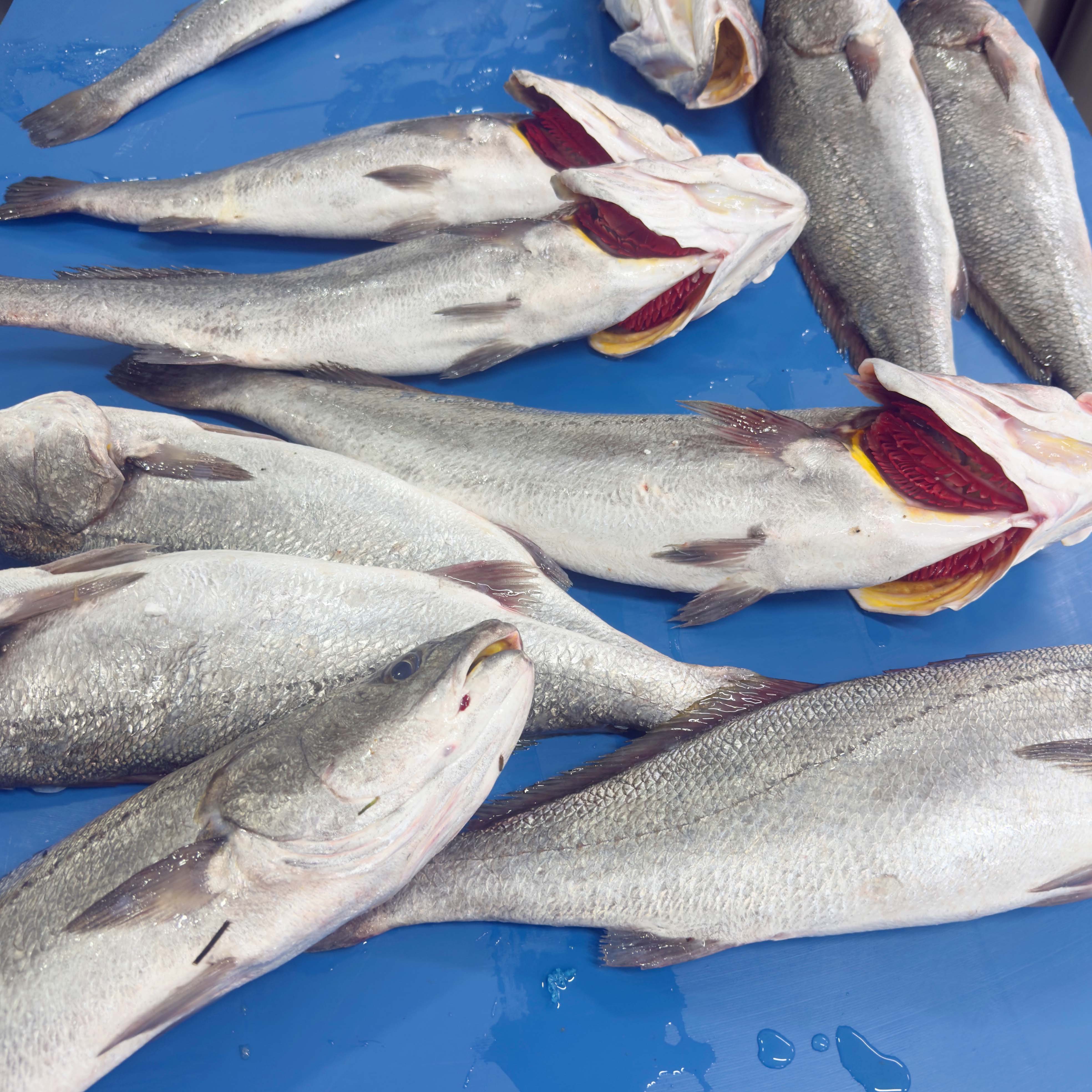 Kaya Levreği  - 1,5 - 2