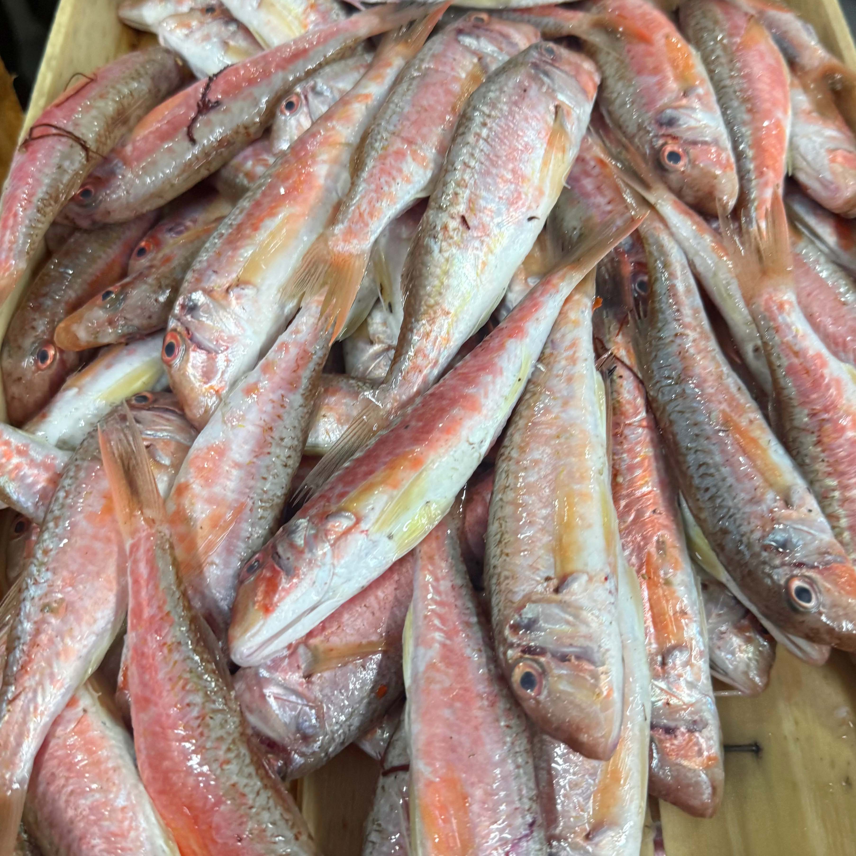 Ege Tekir Barbun Kasa 