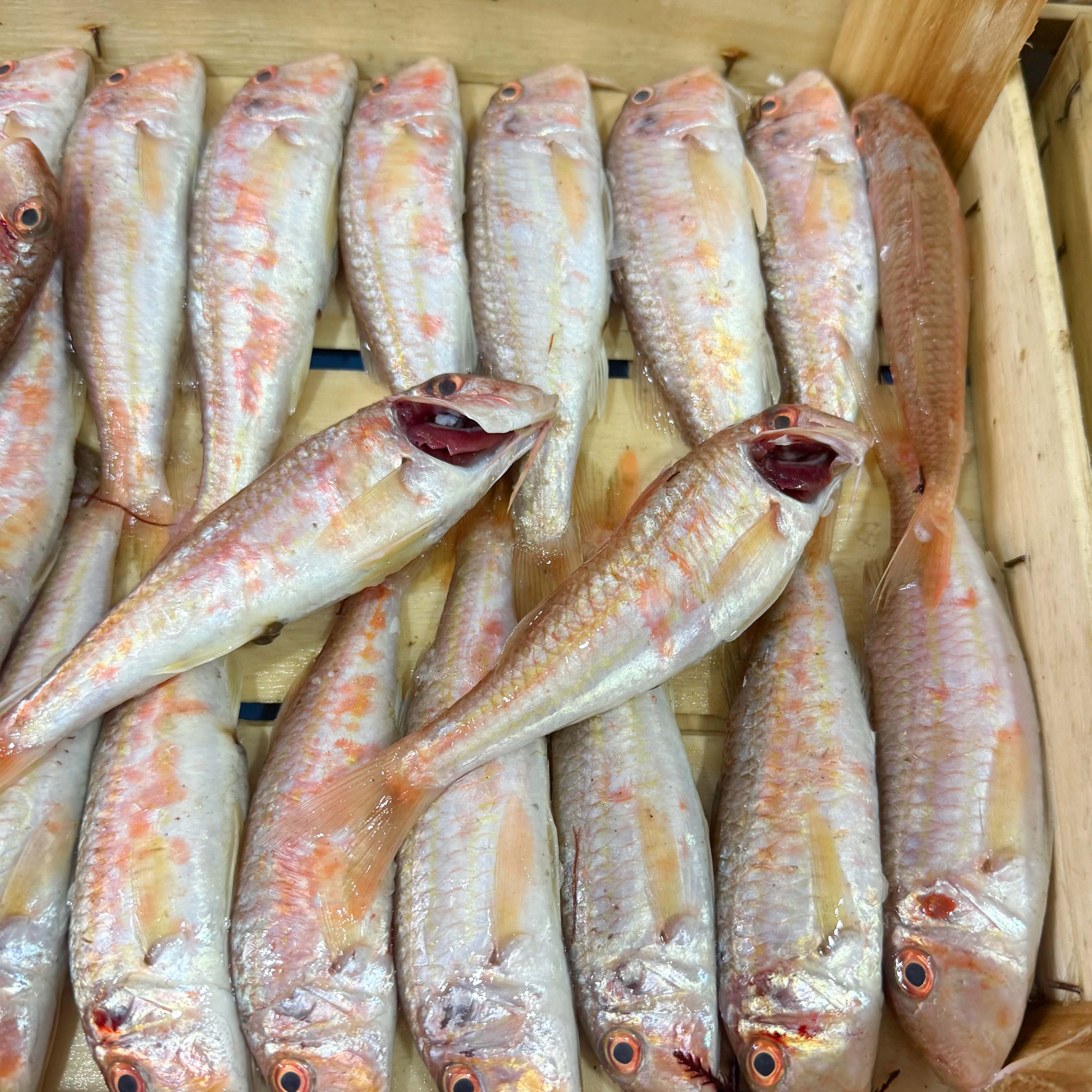 Ege Tekir Barbun Kasa 