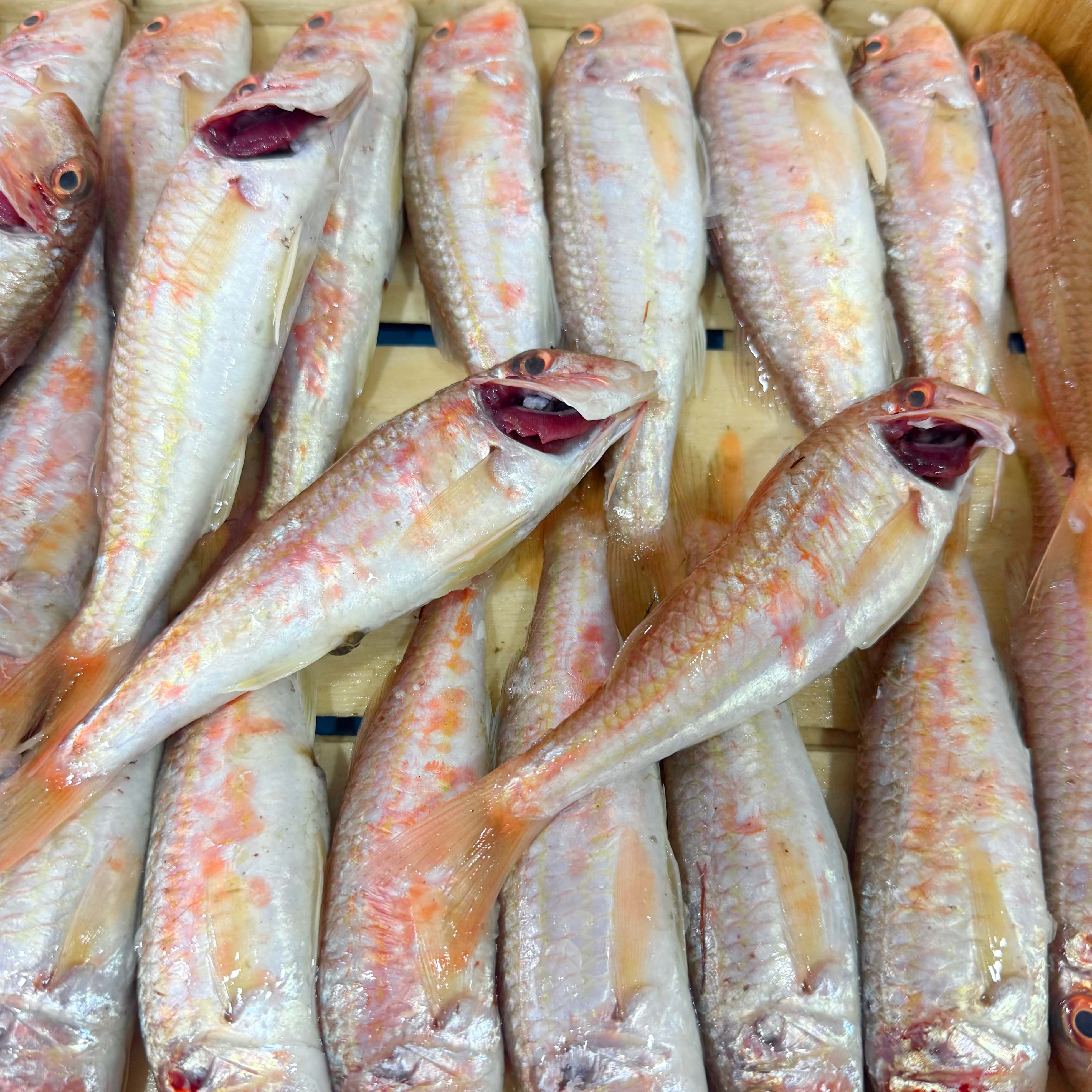 Ege Tekir Barbun Kasa 