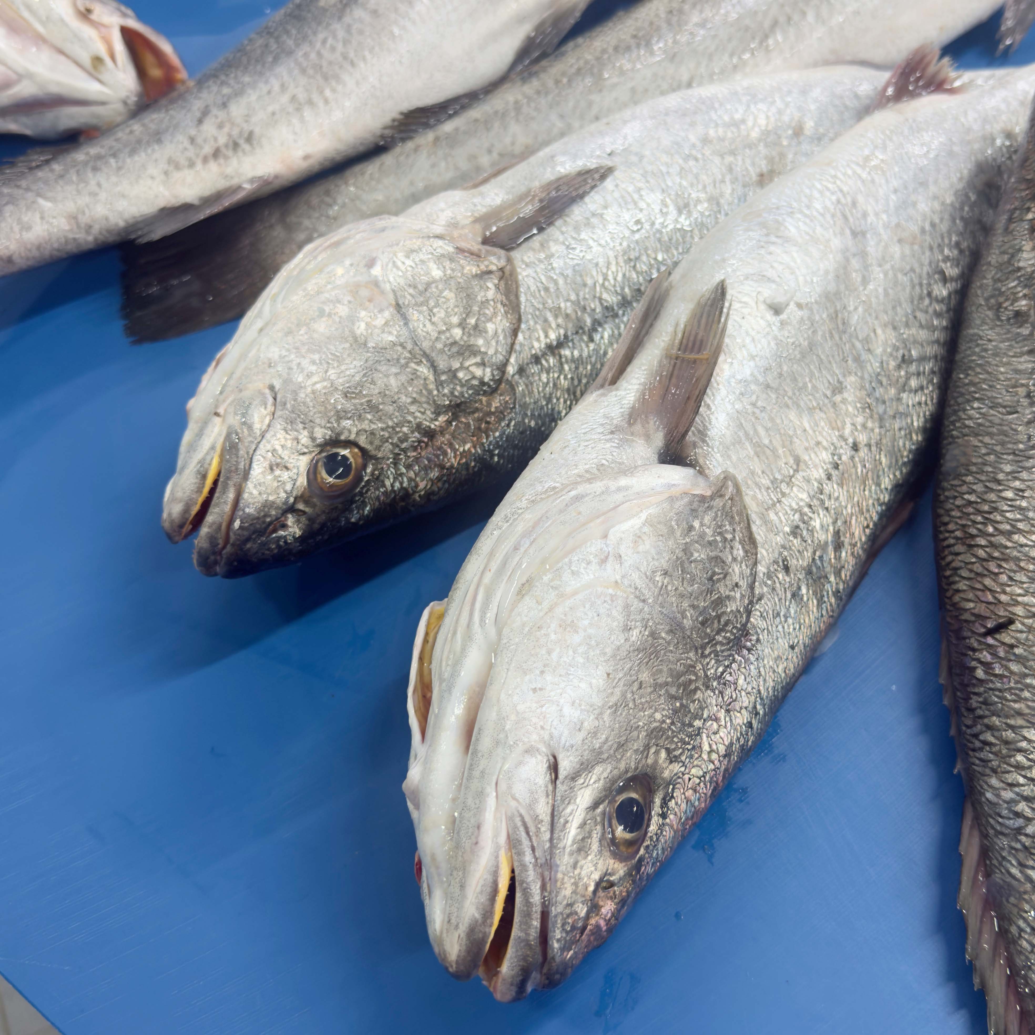 Kaya Levreği  - 1,5 - 2