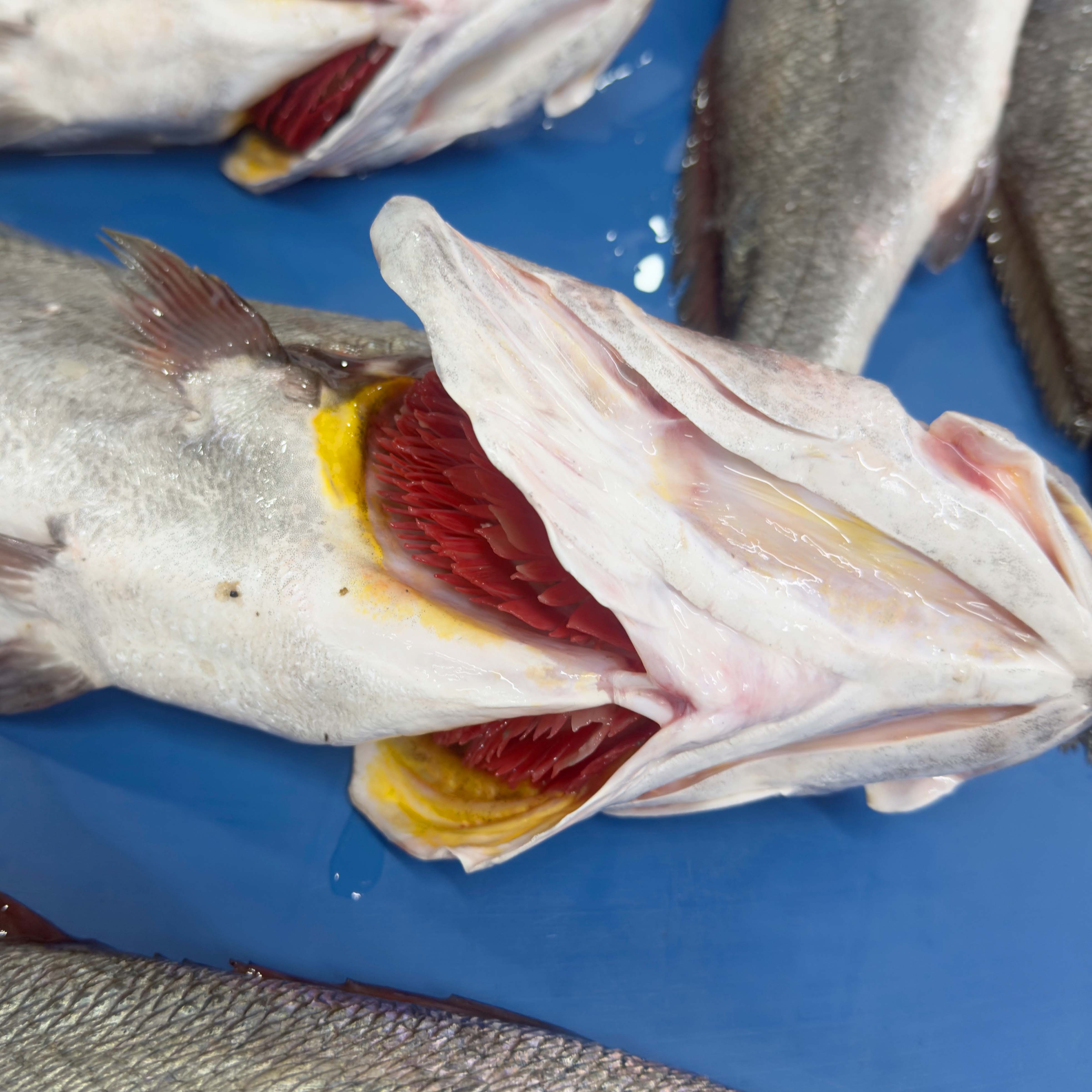 Kaya Levreği  - 1,5 - 2