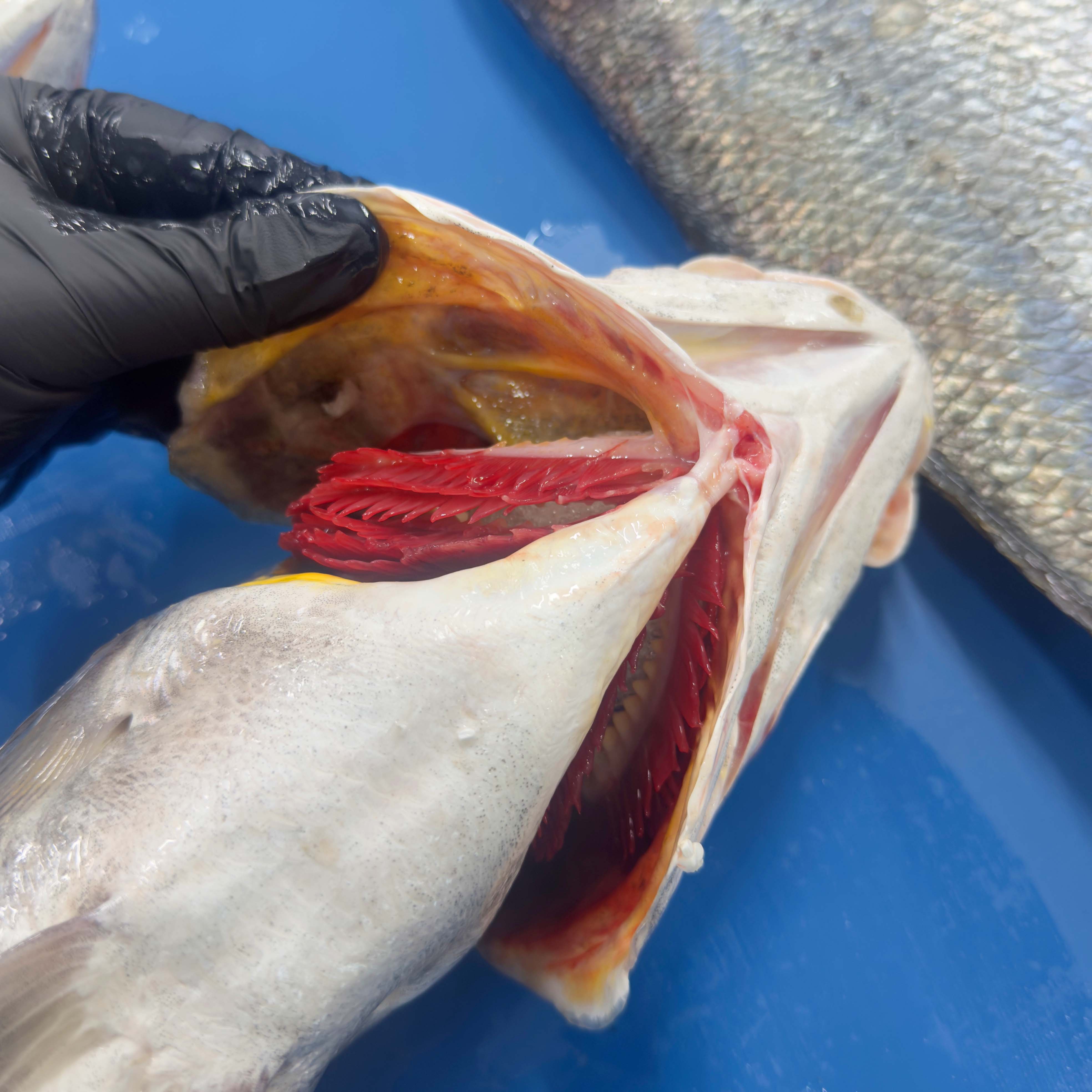 Kaya Levreği  - 1,5 - 2