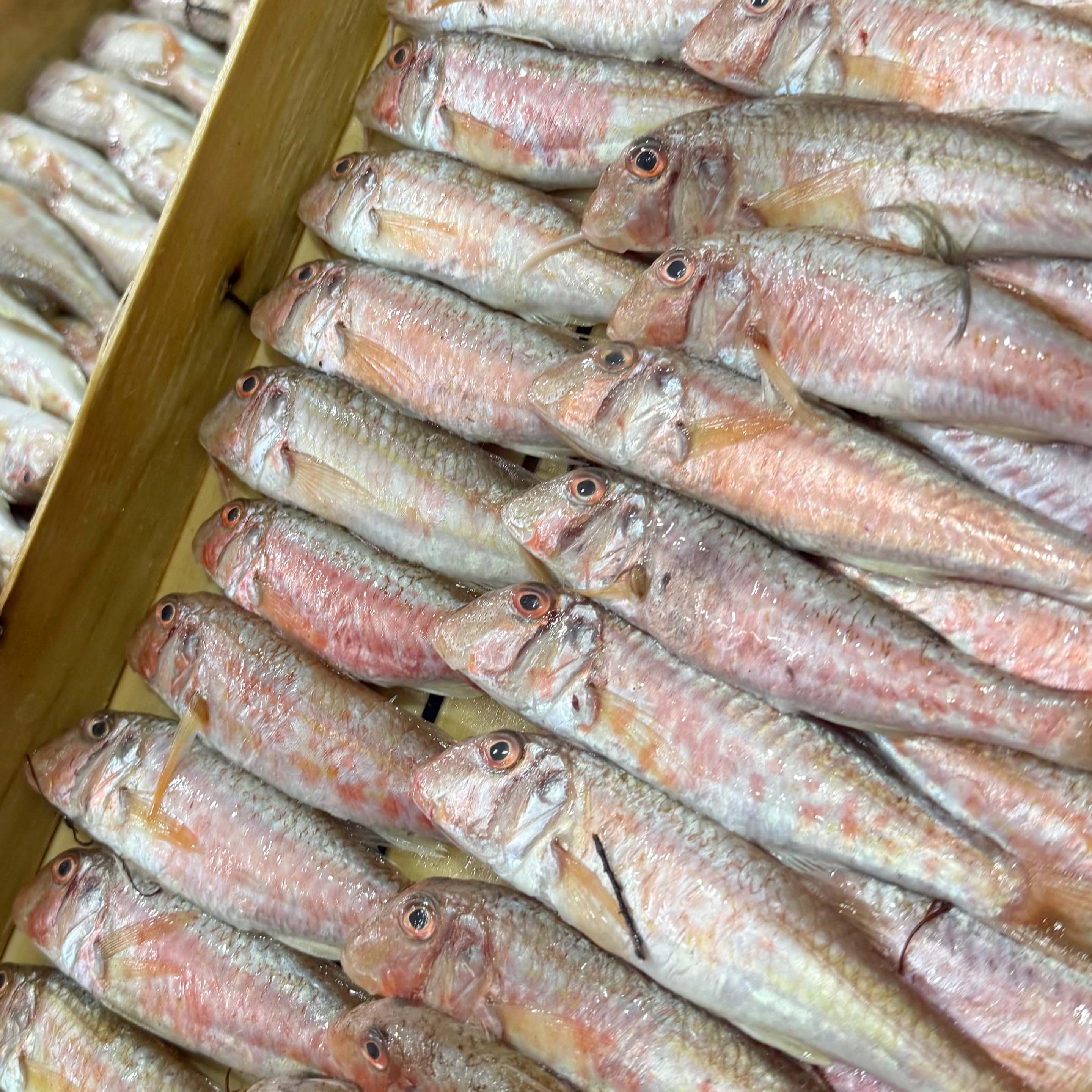 Ege Tekir Barbun Kasa 