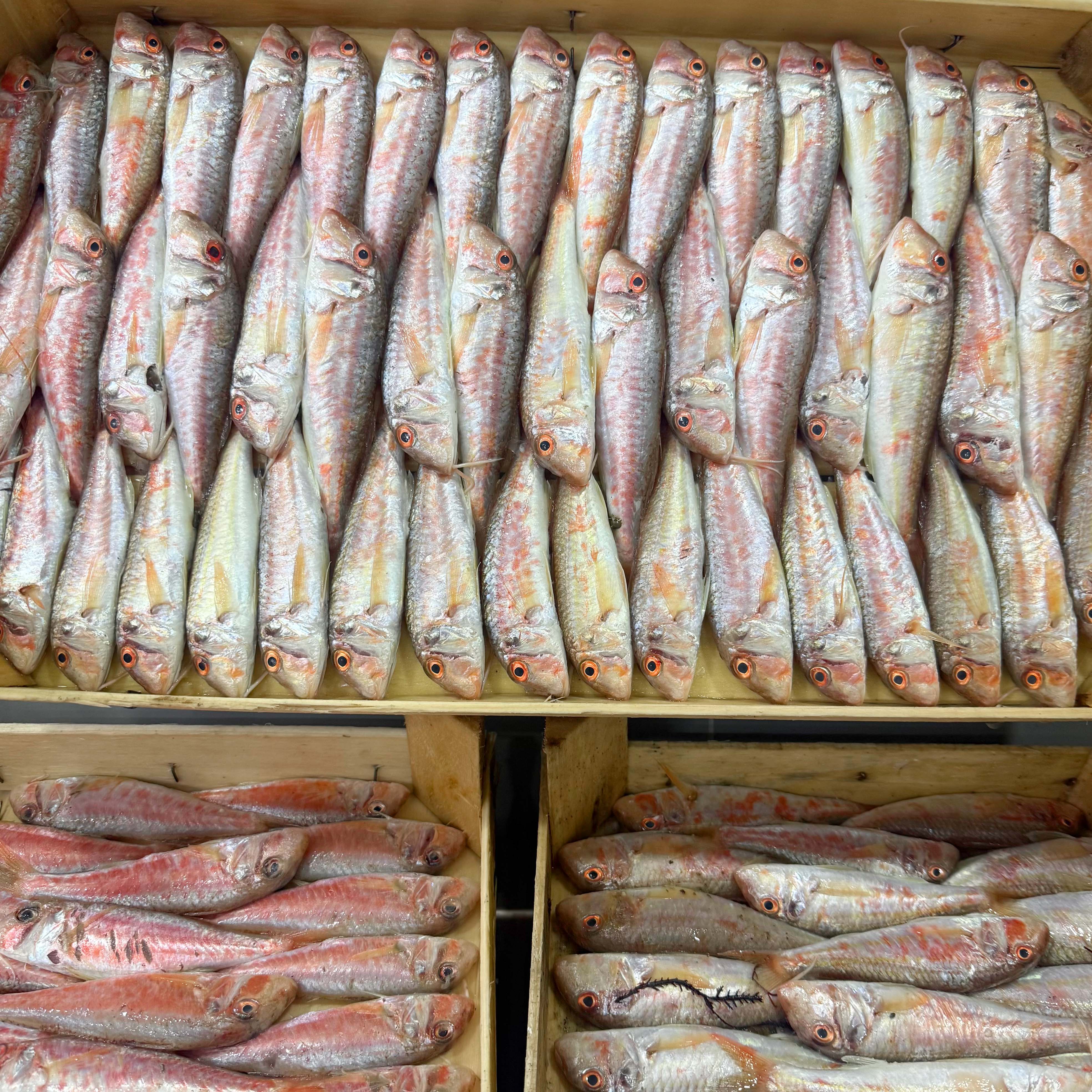 Ege Tekir Barbun Kasa 