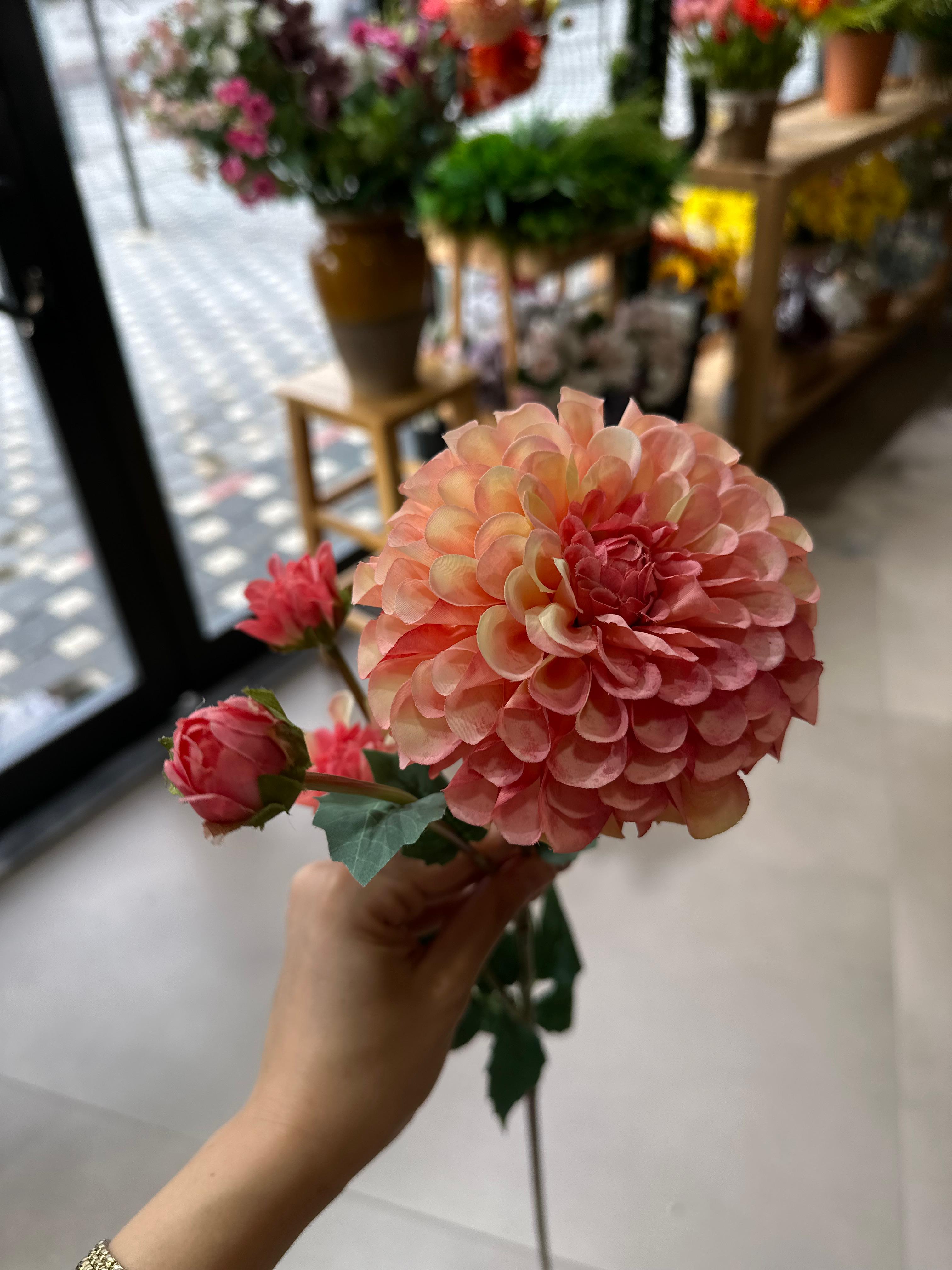 Dahlia Yıldız Çiçeği 