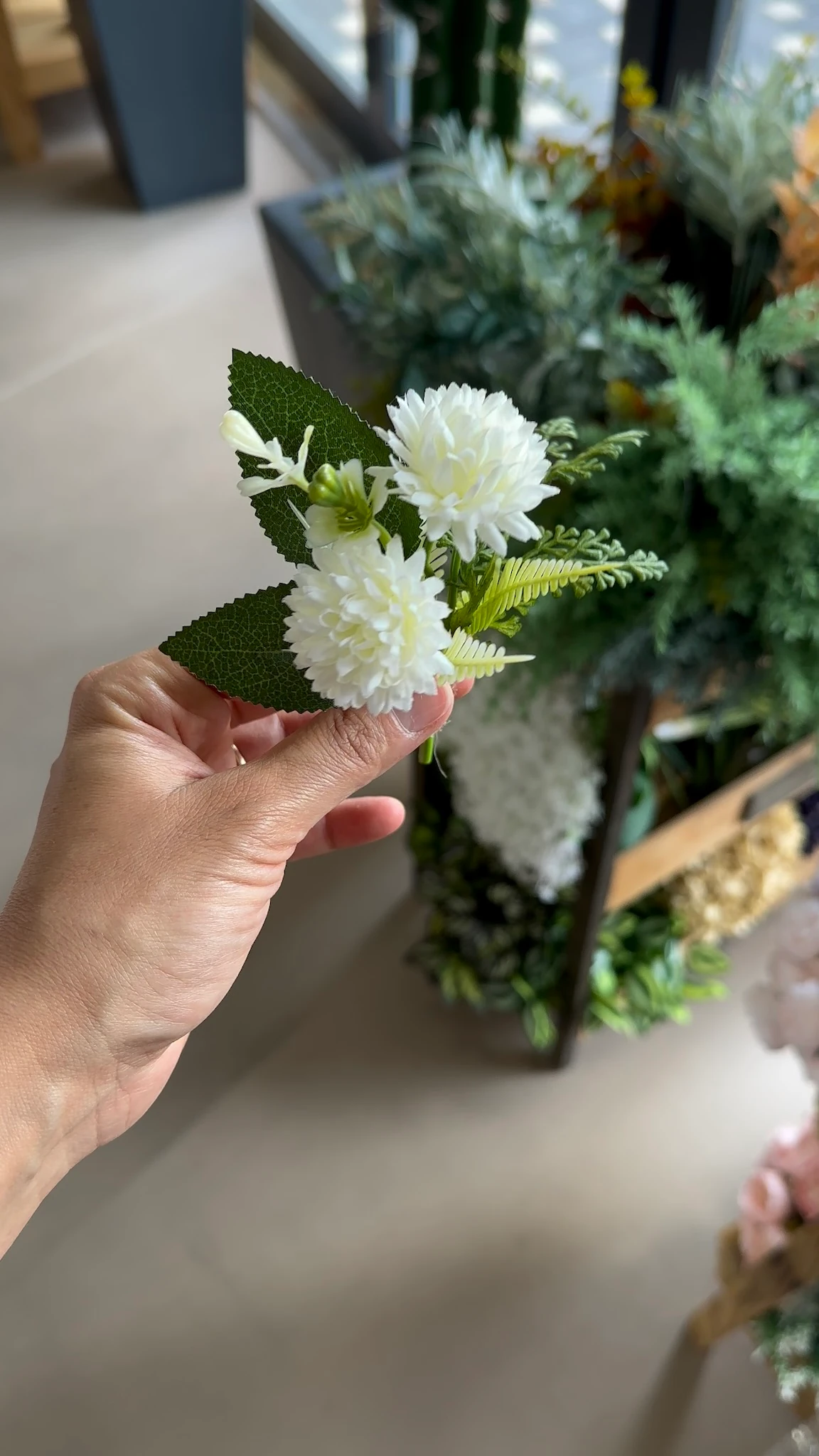 Mini Kasımpatı Yaka Çiçeği | Açıklamayı Okuyunuz