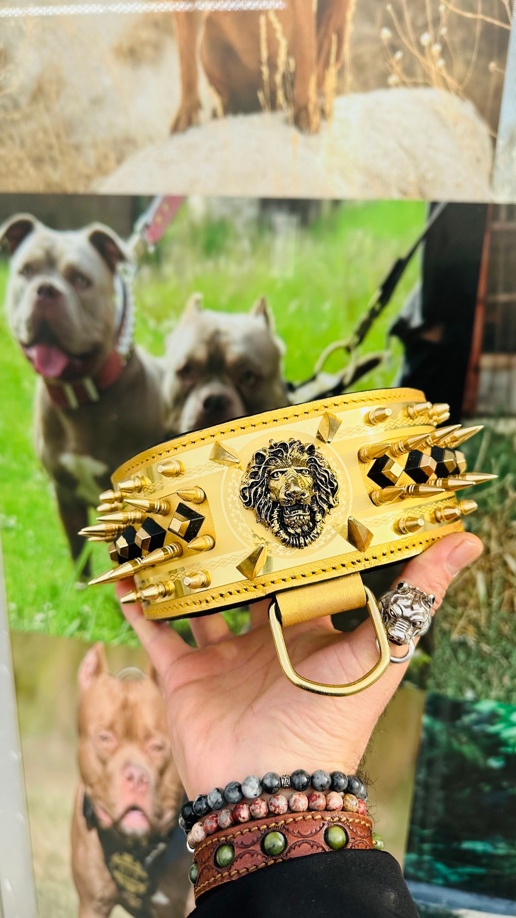 🦁 8 CM Gold Extreme Çelik Levhalı & Aslan Logolu Hakiki Deri Köpek Tasması – Güç, Asalet ve Prestijin Zirvesi! 🔥