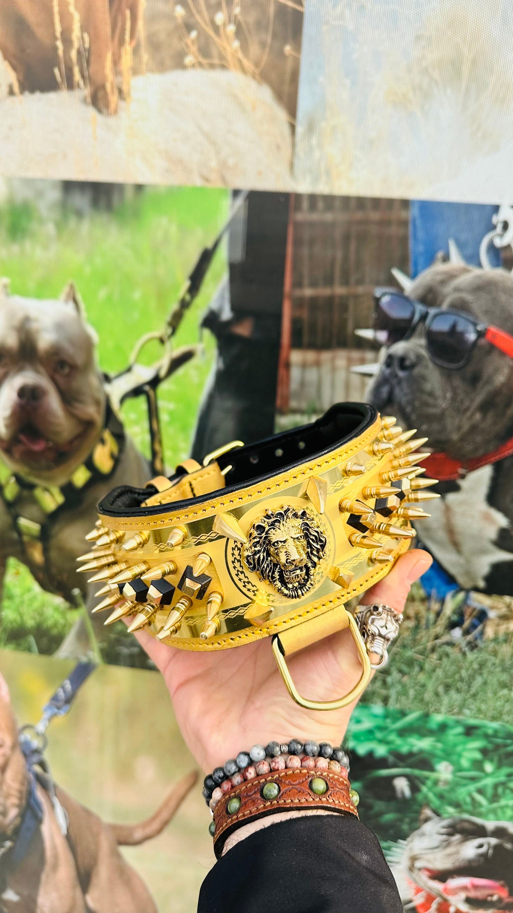🦁 8 CM Gold Extreme Çelik Levhalı & Aslan Logolu Hakiki Deri Köpek Tasması – Güç, Asalet ve Prestijin Zirvesi! 🔥