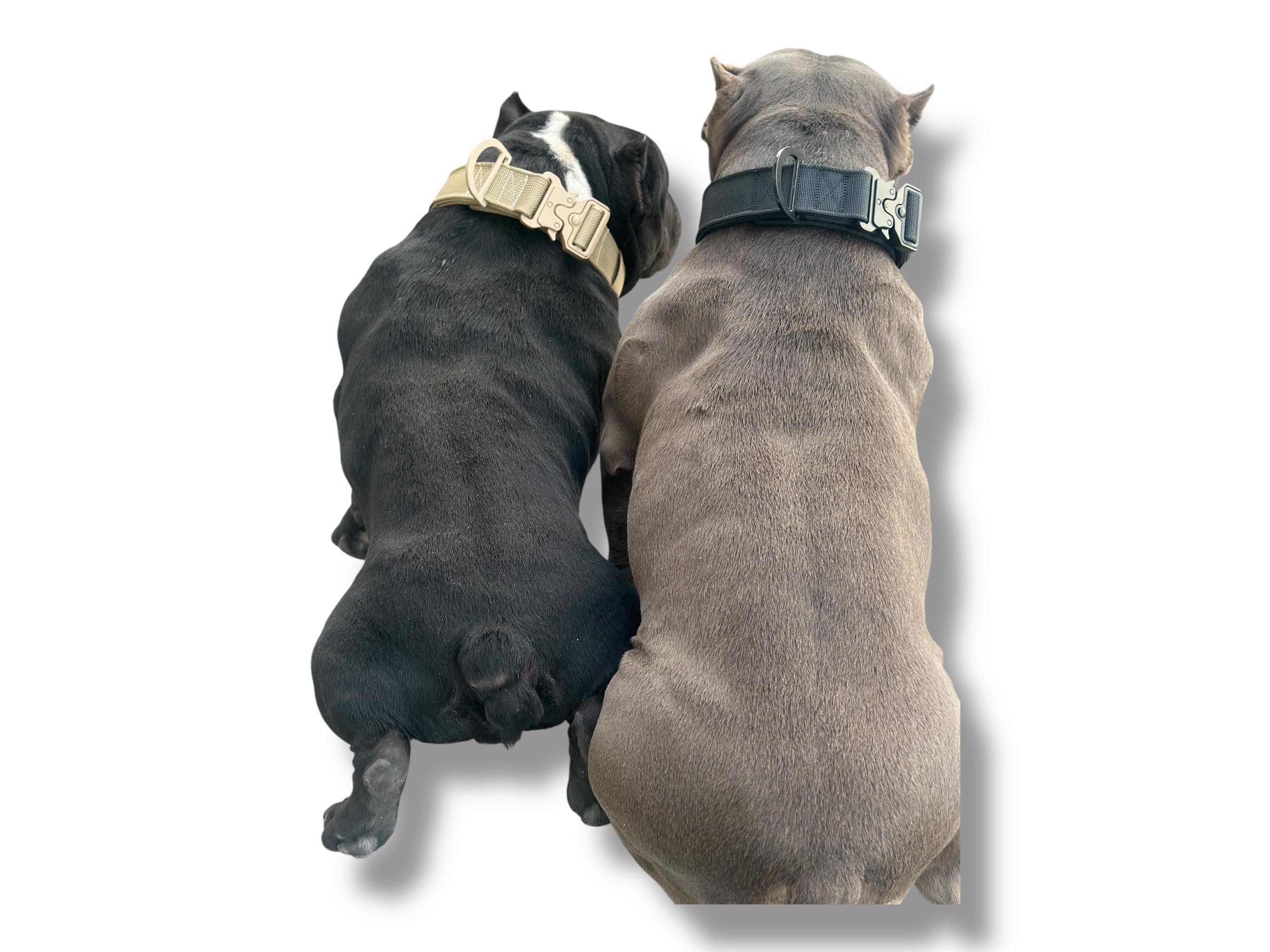 🔥 5 CM Çift Katmanlı Naylon Köpek Tasması – Özel Nakış İşlemeli, Taktik Tokalı ve Dayanıklı Tasarım