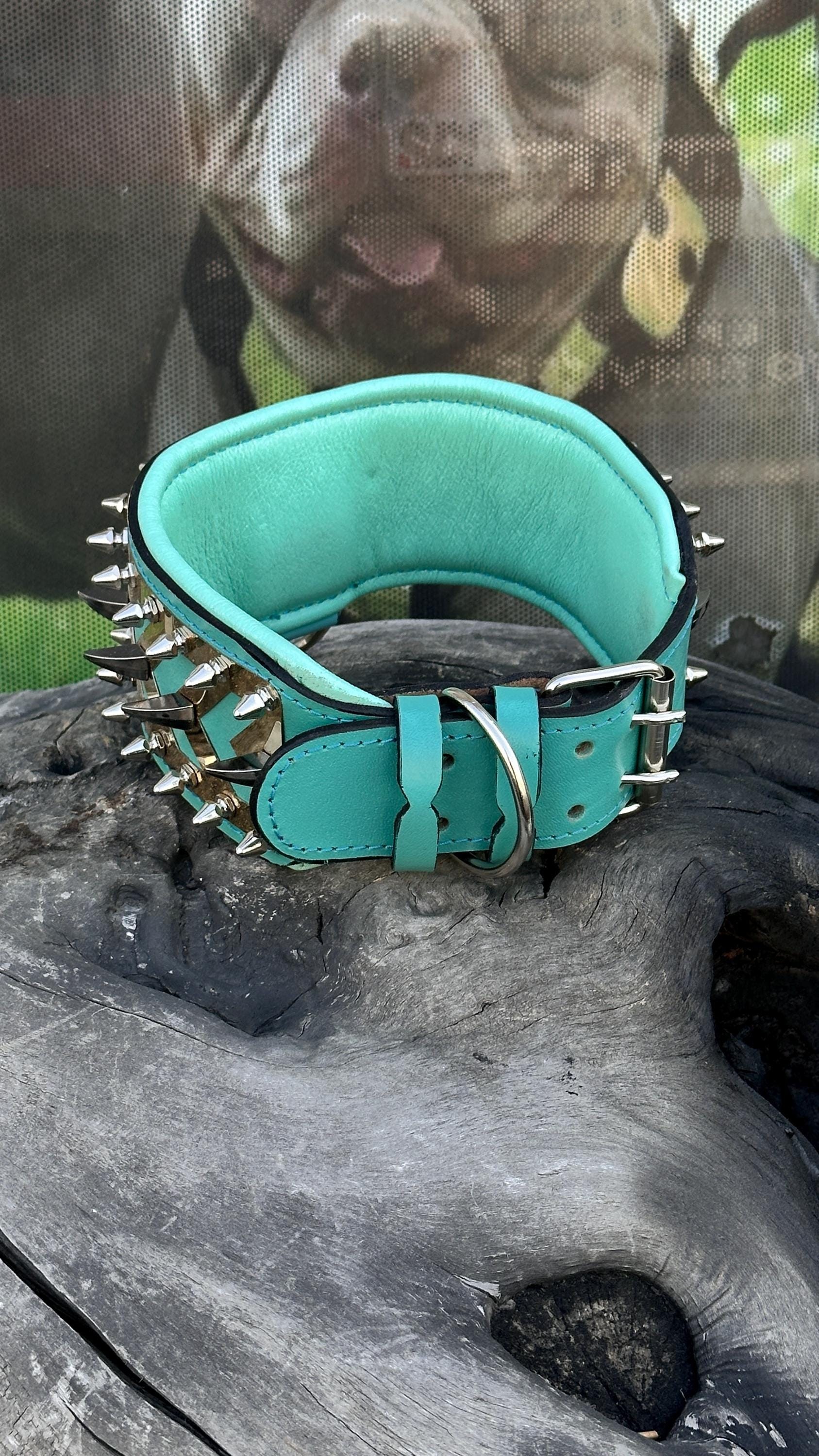 LEATHER DOG NECK COLLAR WITH STEEL BADGE DETAIL (TURQUOISE)