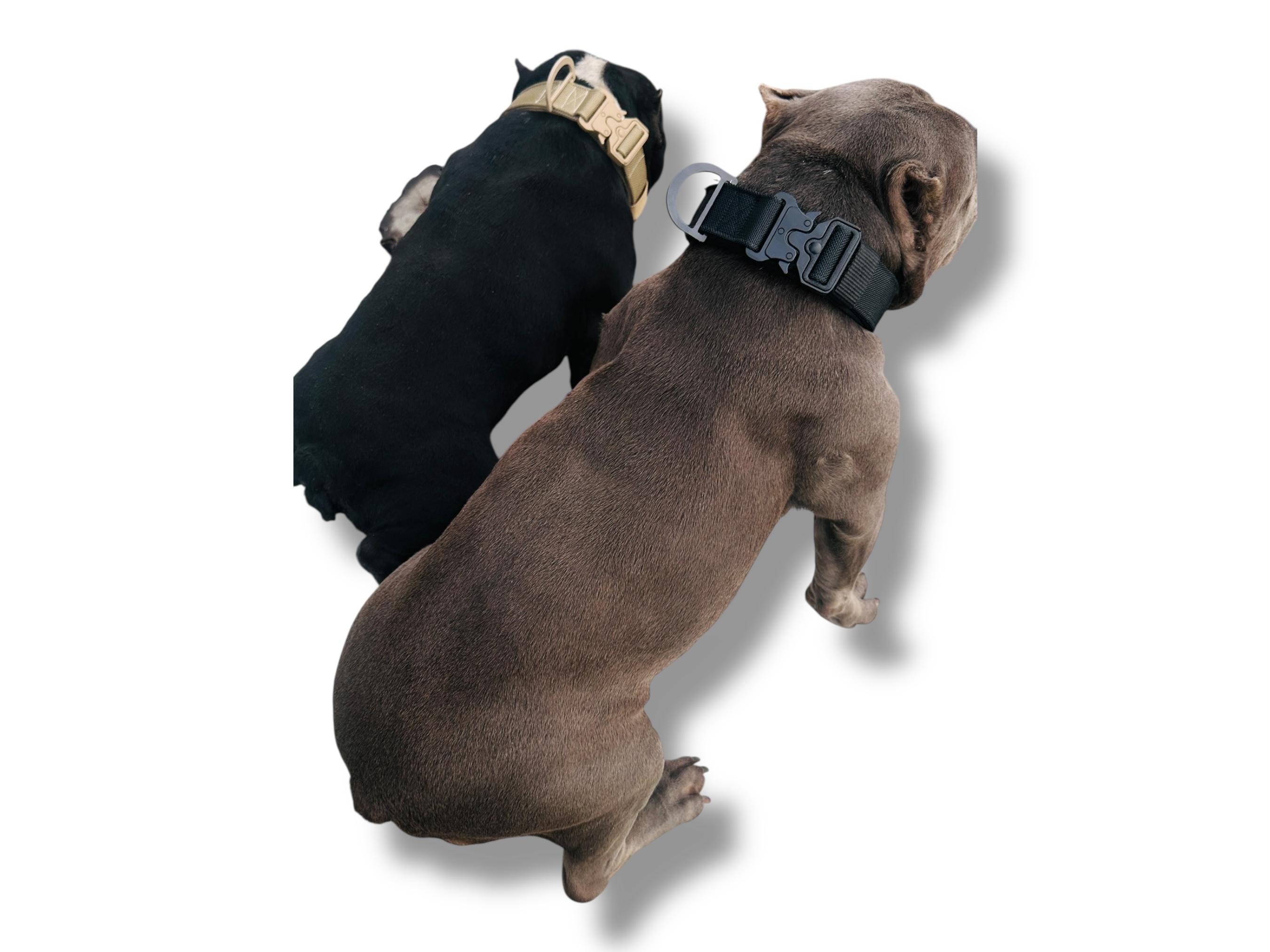 🔥 5 CM Çift Katmanlı Naylon Köpek Tasması – Özel Nakış İşlemeli, Taktik Tokalı ve Dayanıklı Tasarım