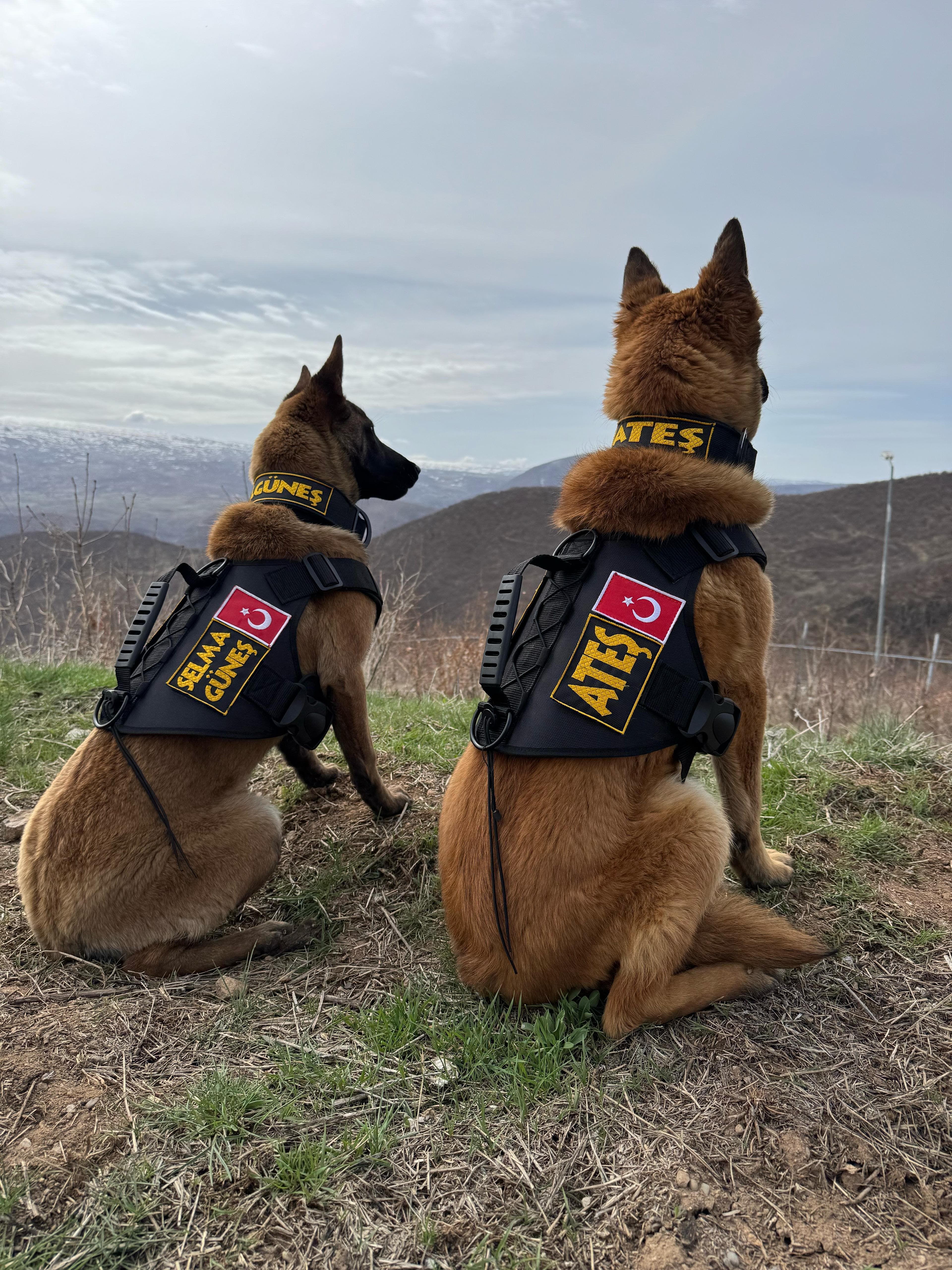 🛡 Tactical Köpek Göğüs Tasması – Belçika Kurdu, Malinois, Alman Kurdu ve Güçlü Irklar İçin Dayanıklı ve Profesyonel Kullanım 🐾