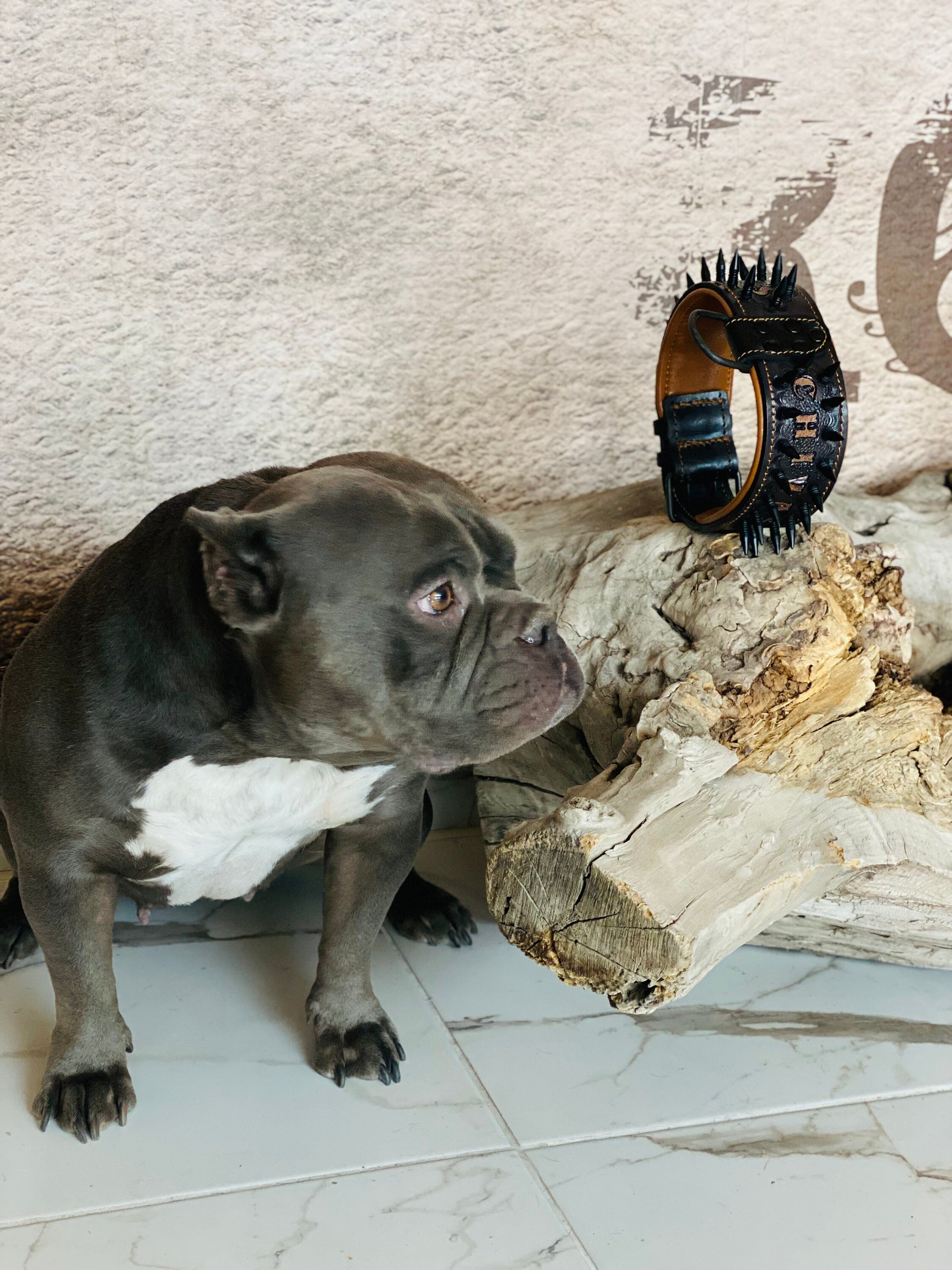 DERİ KÖPEK TASARIM BOYUN TASMASI 
