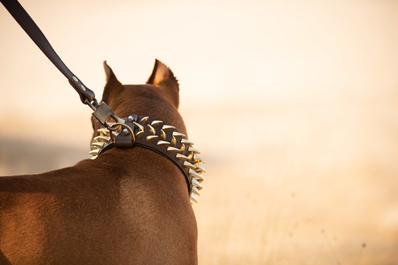 Köpek Boyun Tasması ve Gezdirme Takım