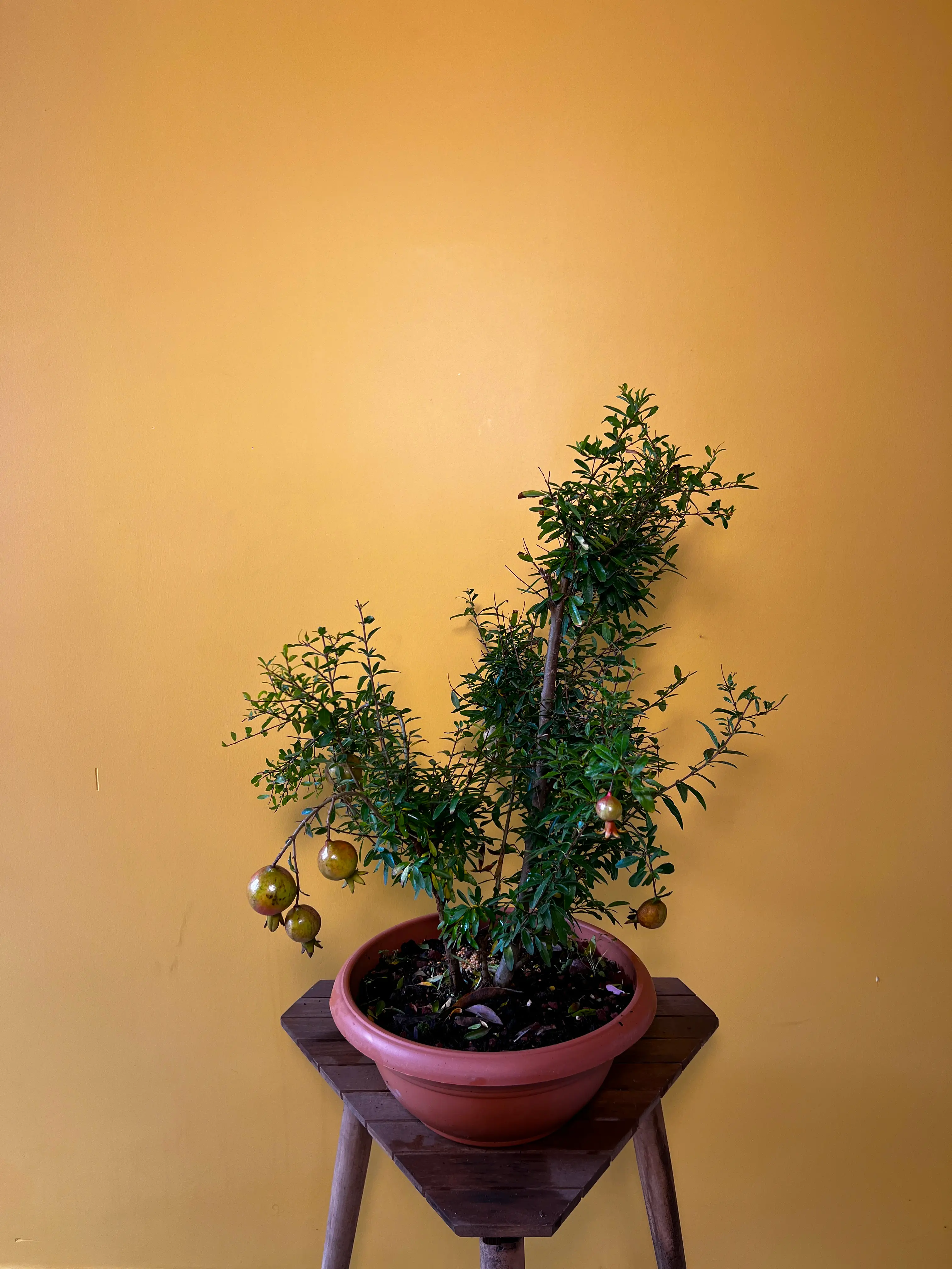 Bonsai Süs Narı (Punica granatum nana)