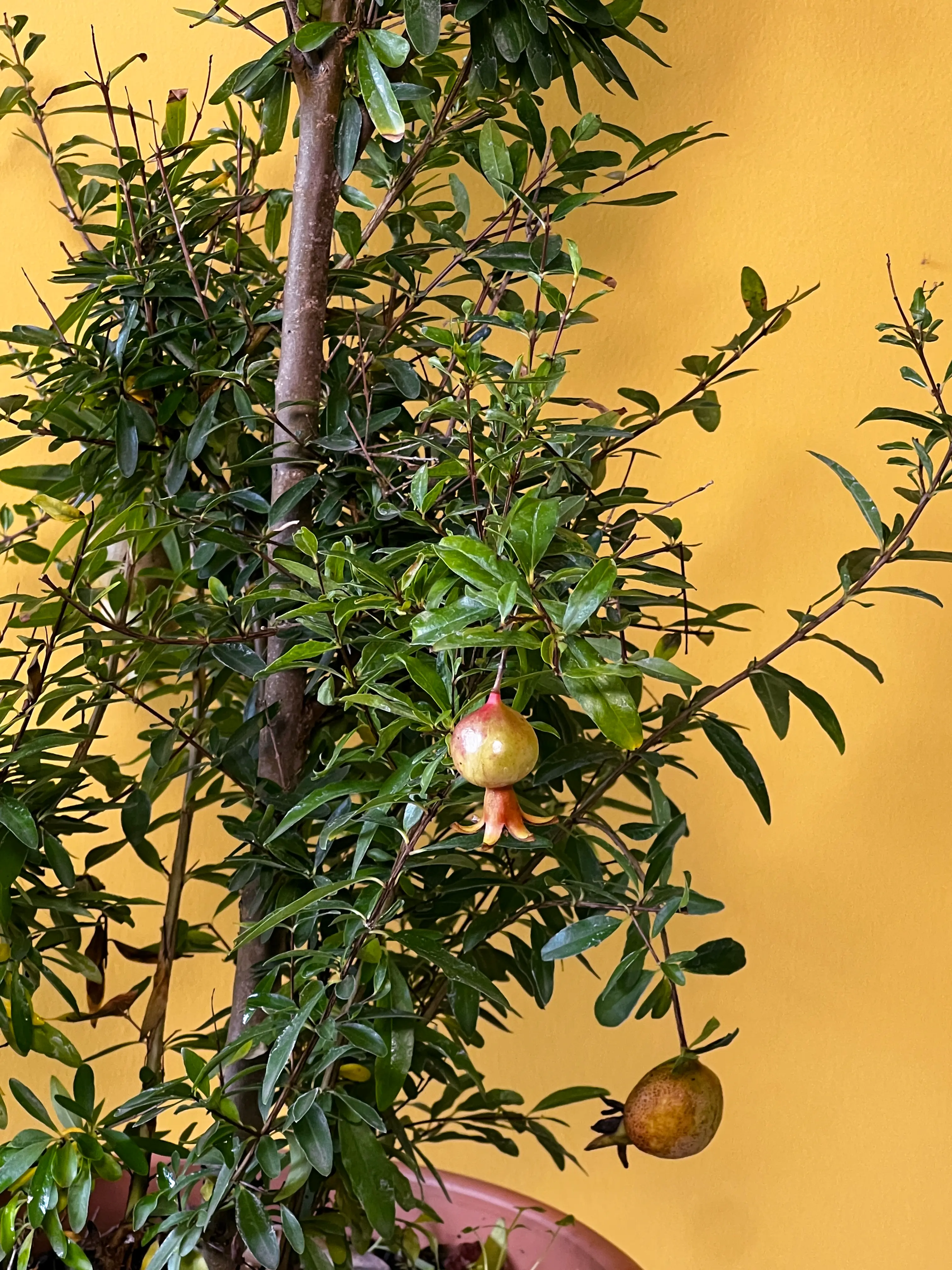 Bonsai Süs Narı (Punica granatum nana)