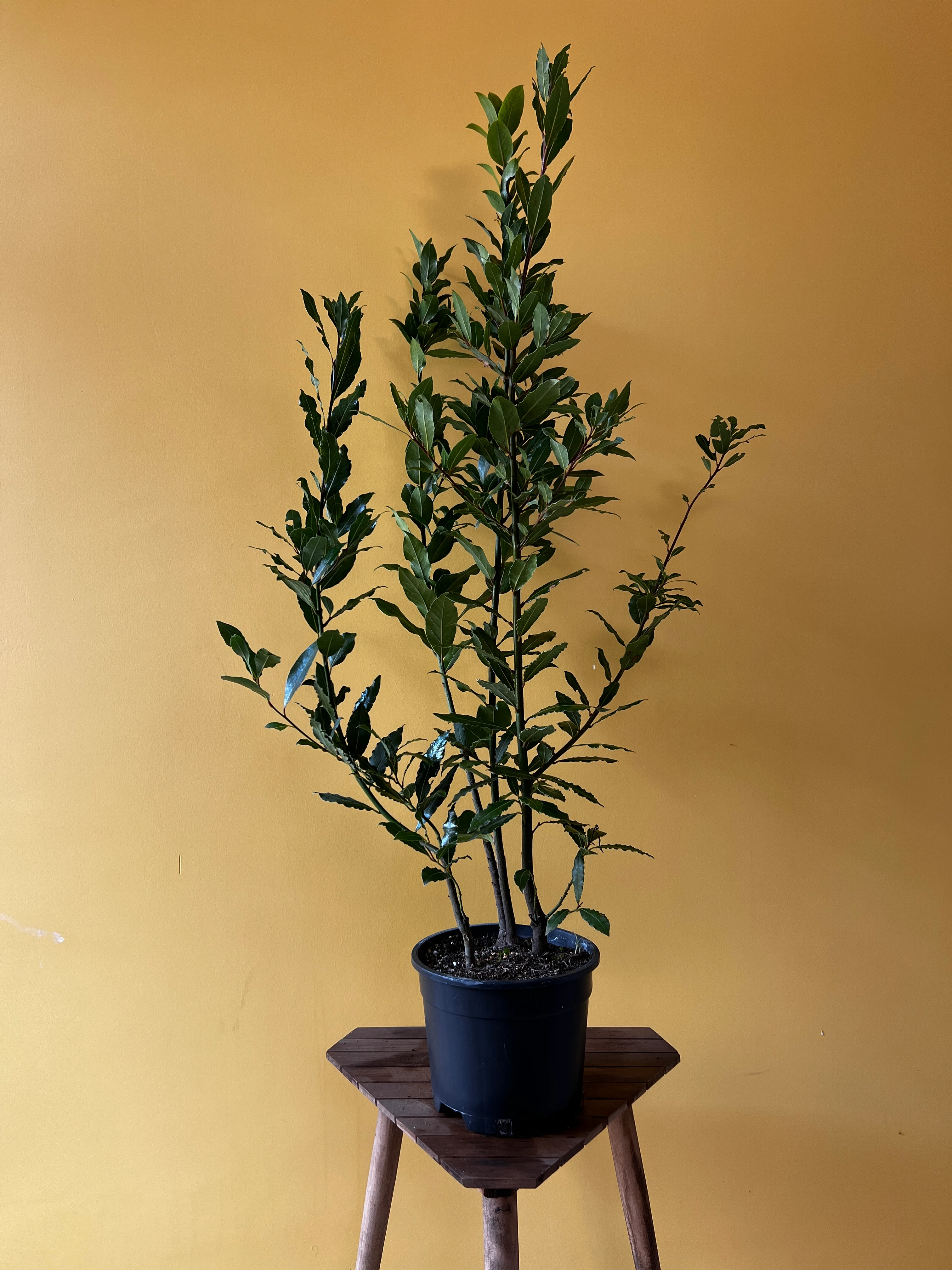 Büyük Boy Defne (Laurus nobilis)