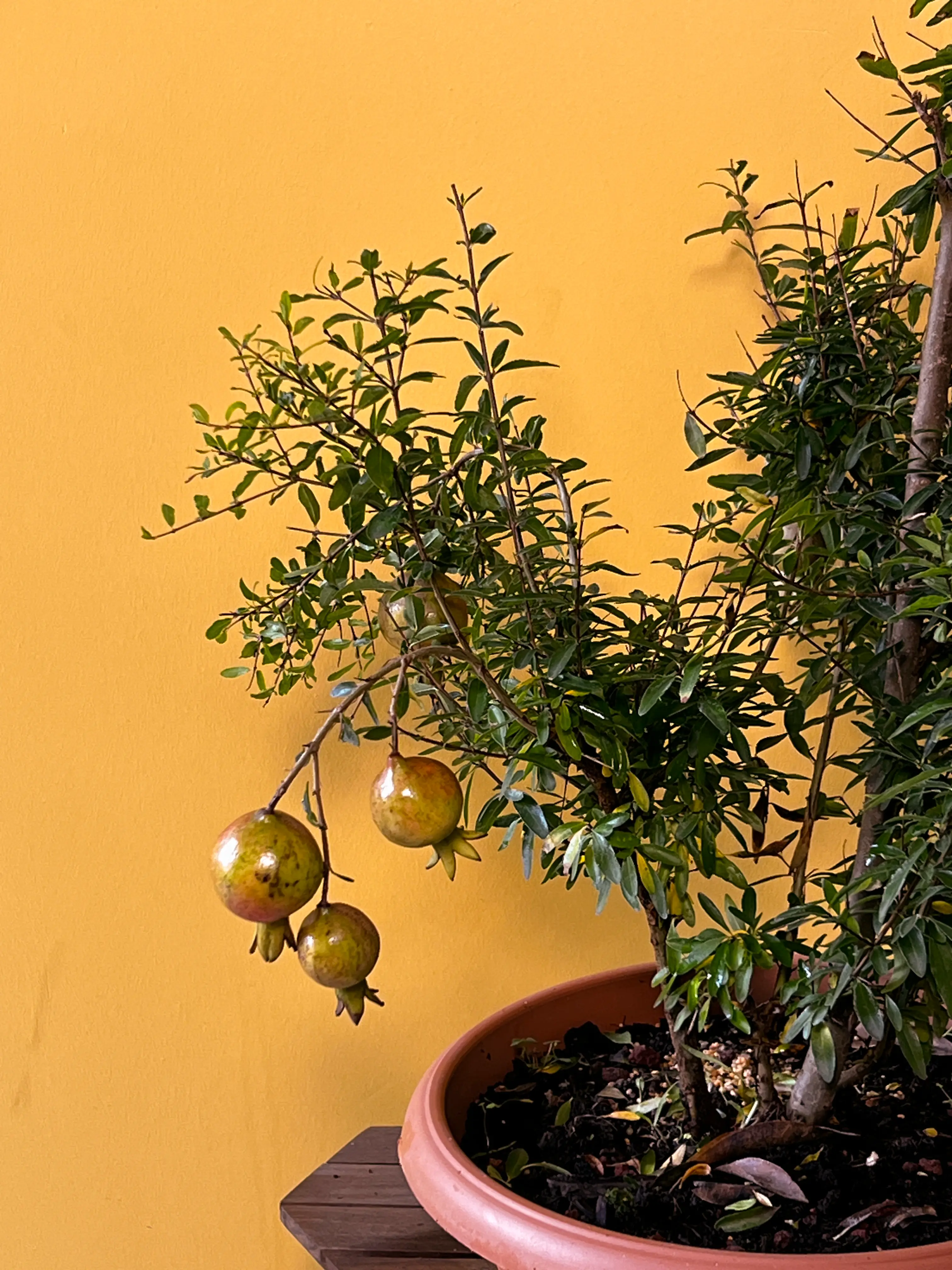 Bonsai Süs Narı (Punica granatum nana)