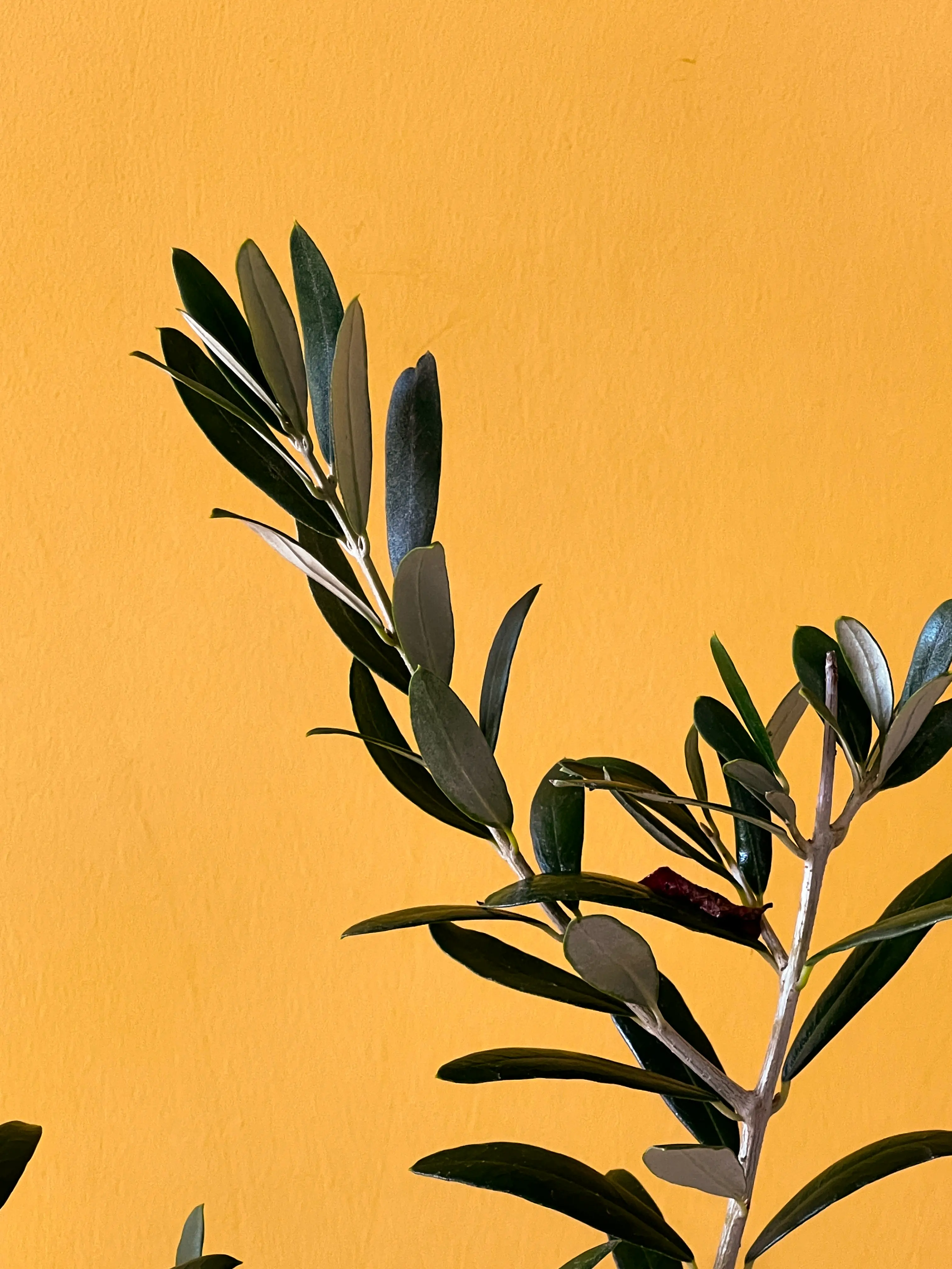 Mini Zeytin Ağacı (Olea europaea)