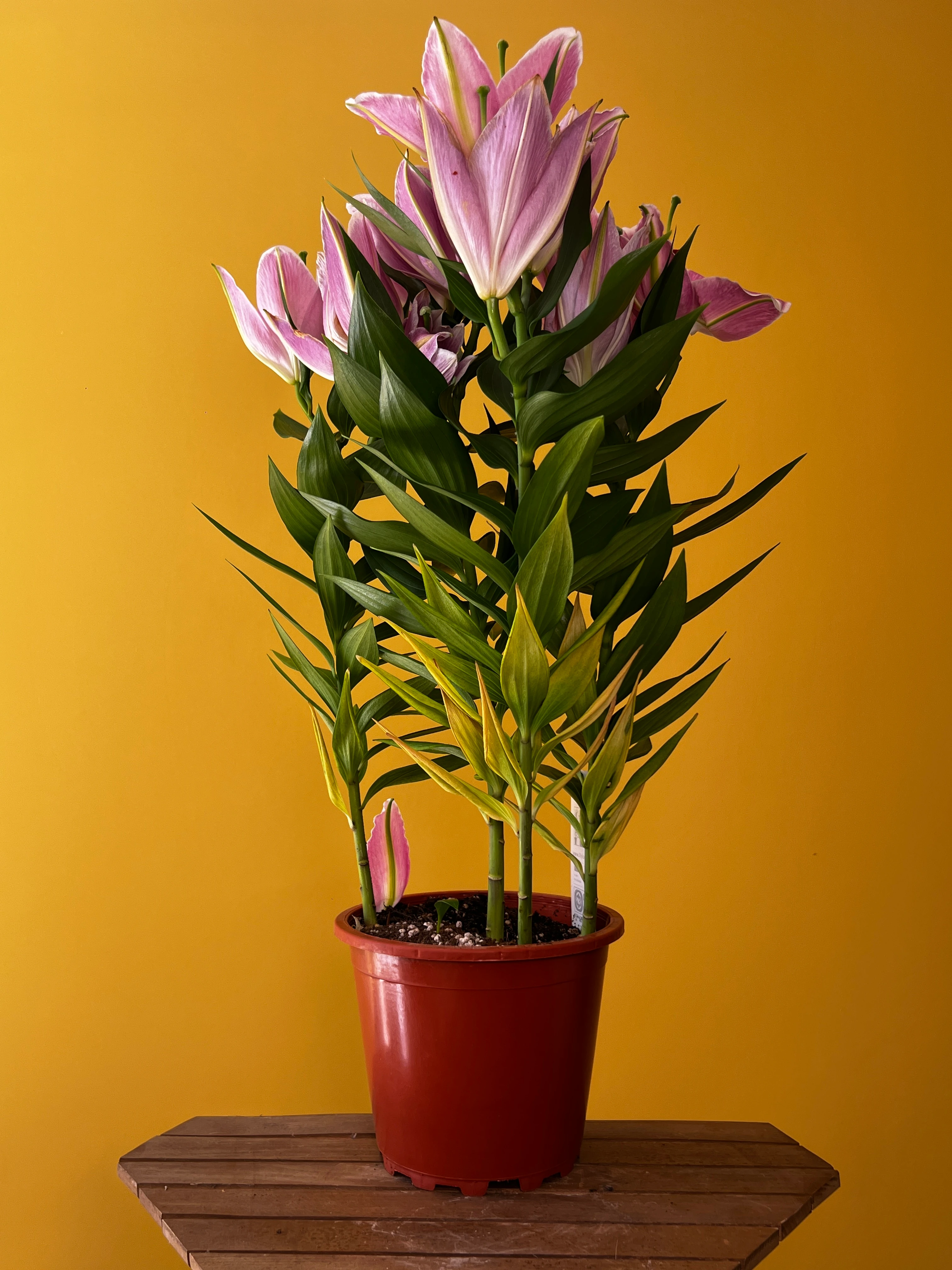 Kokulu Lilyum ve Saksı Kombinleri