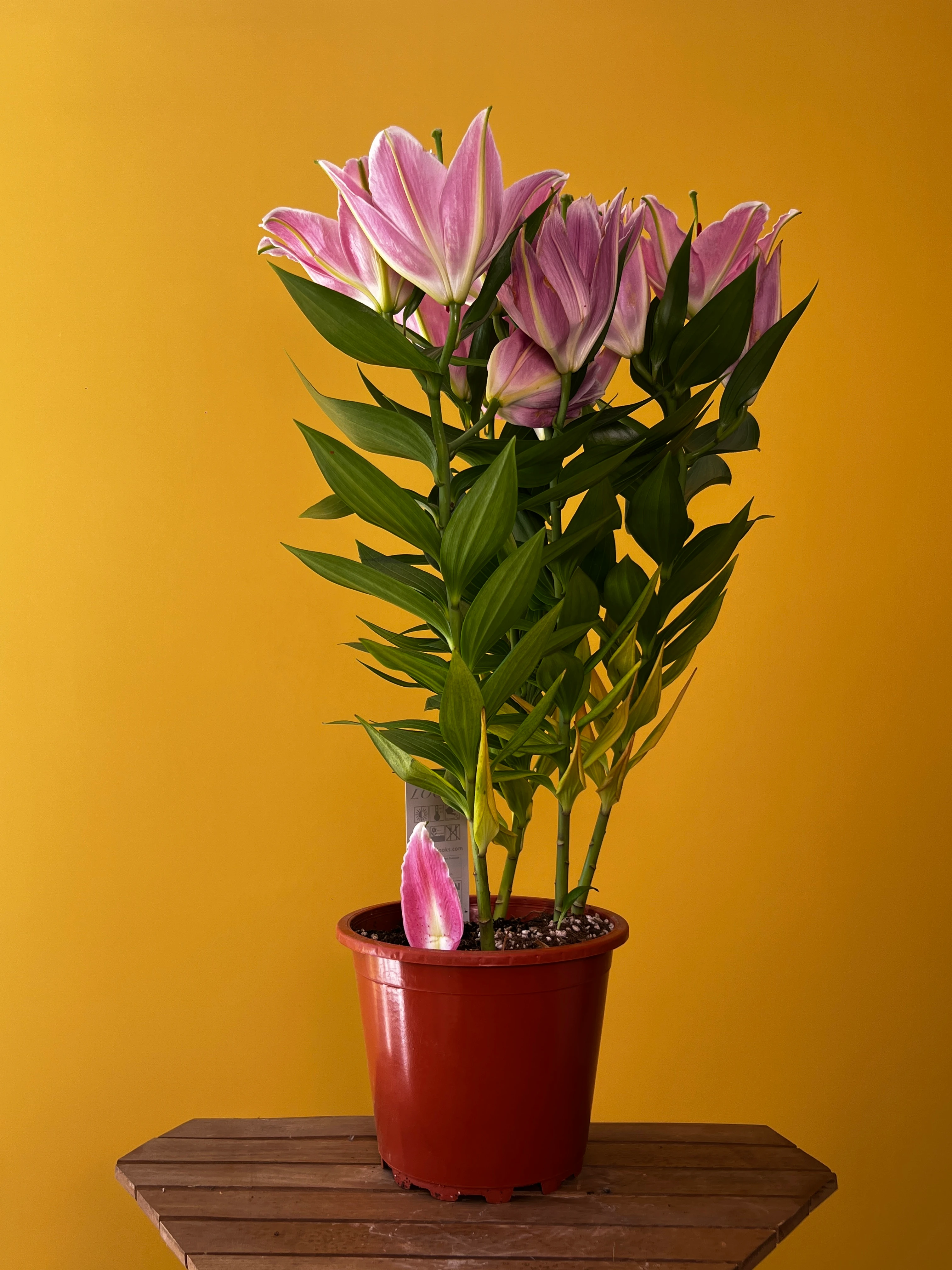 Kokulu Lilyum ve Saksı Kombinleri