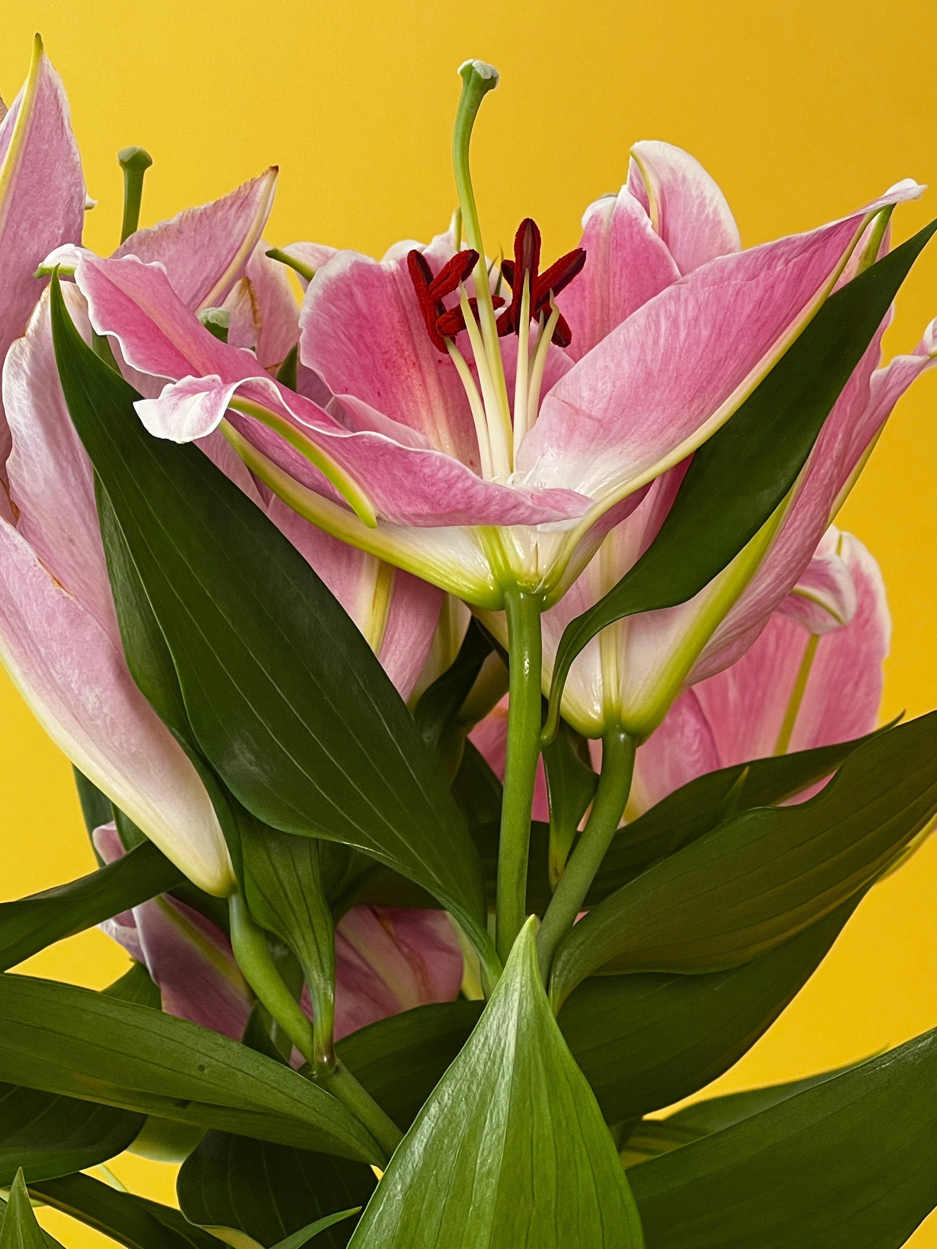 Kokulu Lilyum ve Saksı Kombinleri