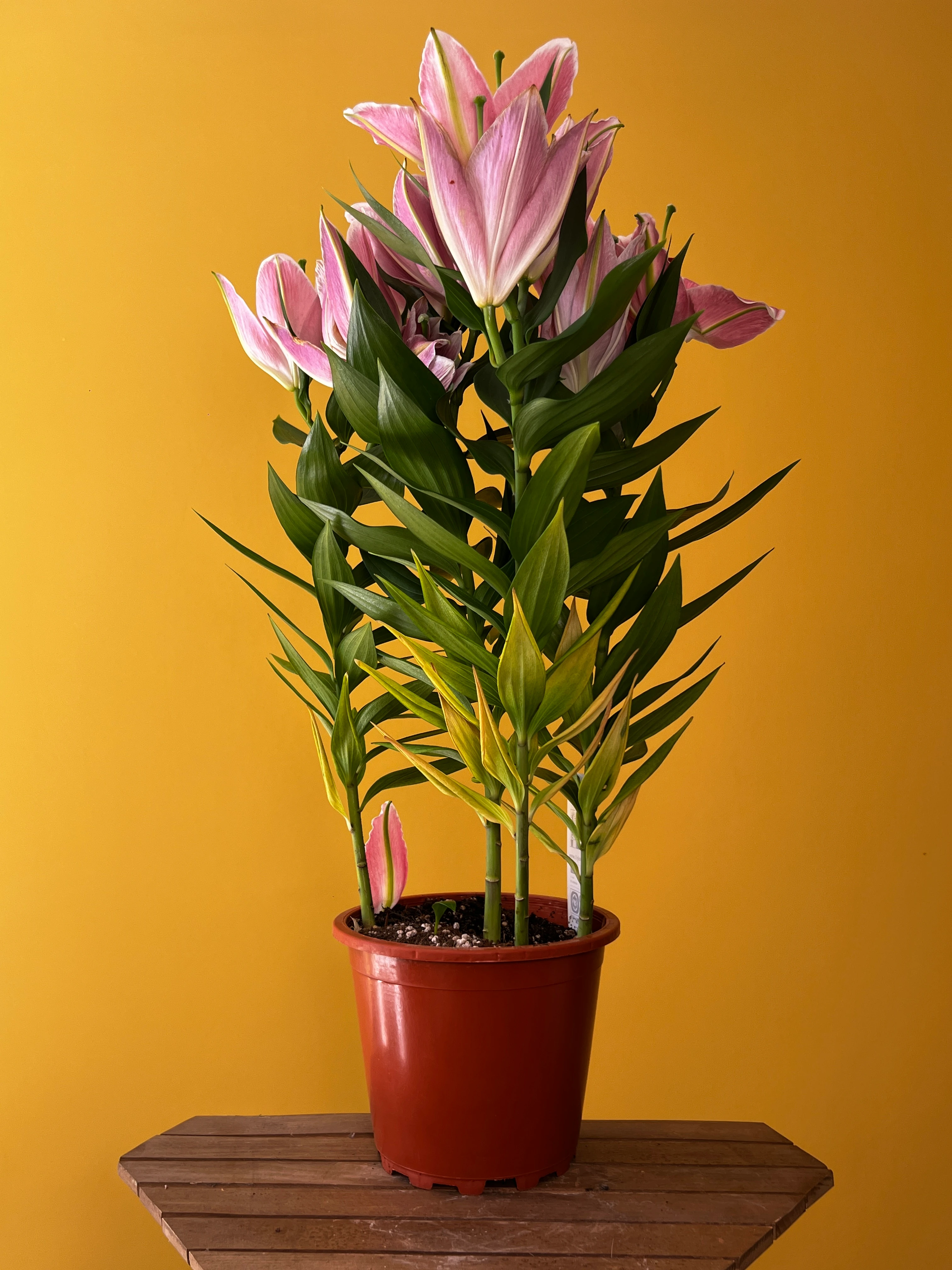 Kokulu Lilyum ve Saksı Kombinleri