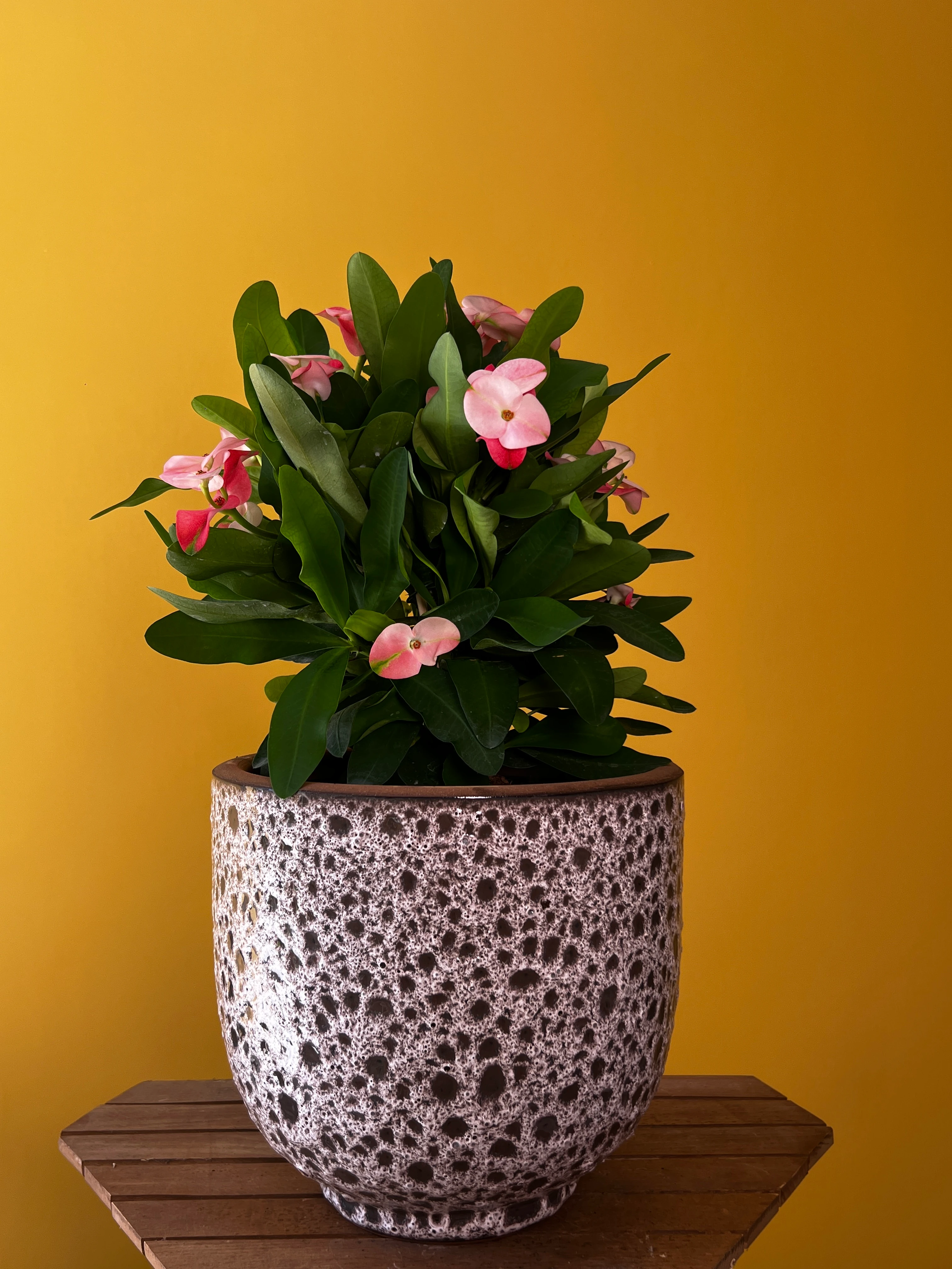 Dikenler Tacı ve Saksı Kombinasyonları